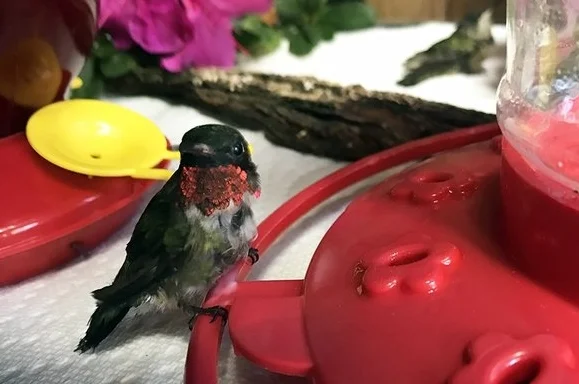 hummingbird-baby.jpg