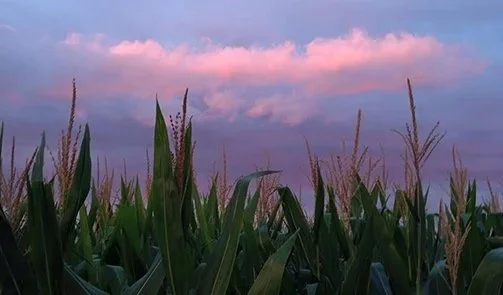 august_iowa_corn_horiz.jpg