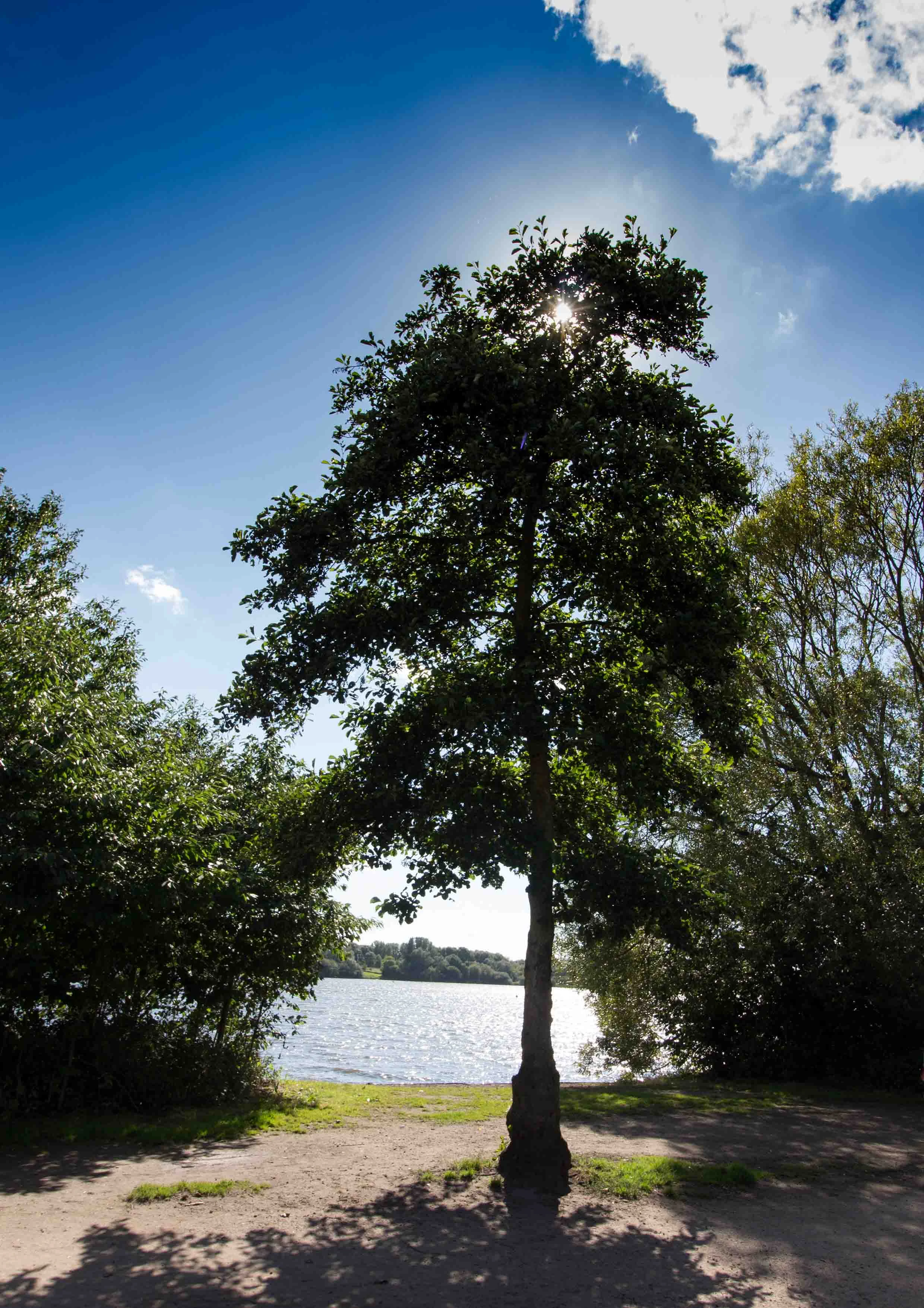 1 tree with cloud.JPG
