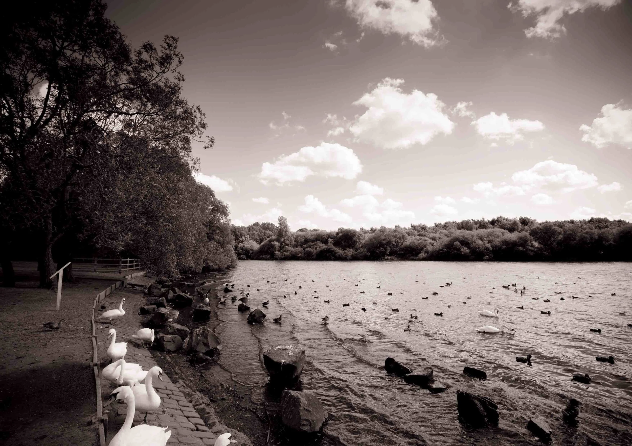 2 toned wide with swans.JPG