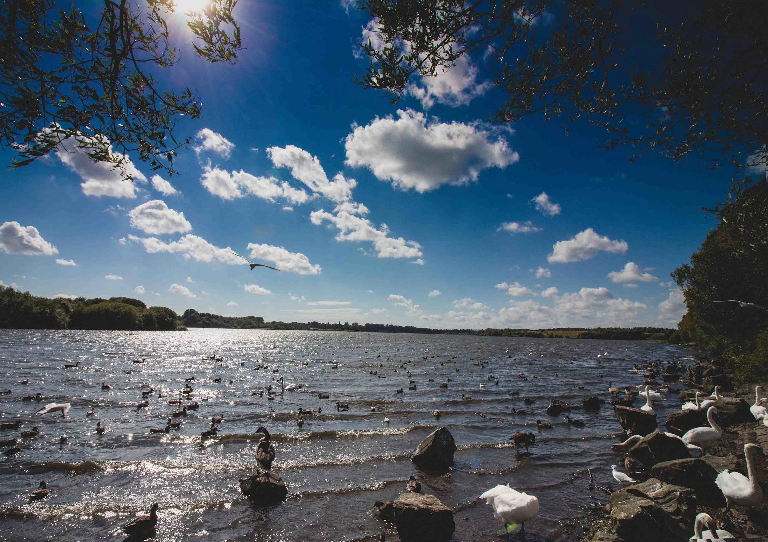 9 blue sky with bird in flight.JPG