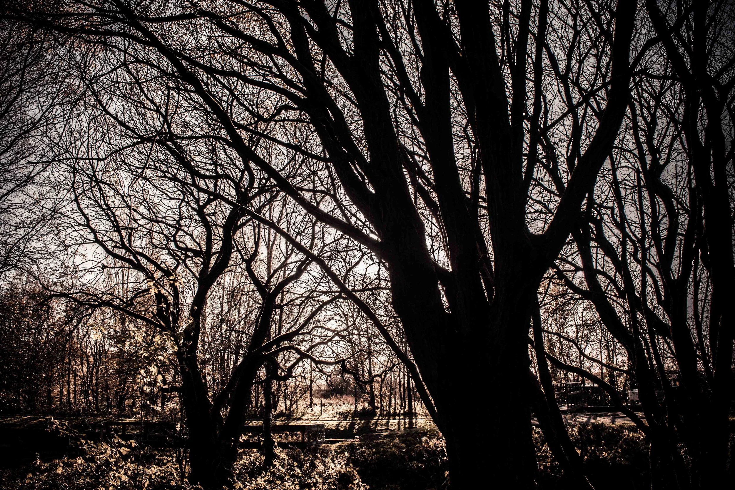 8 Trees.JPG