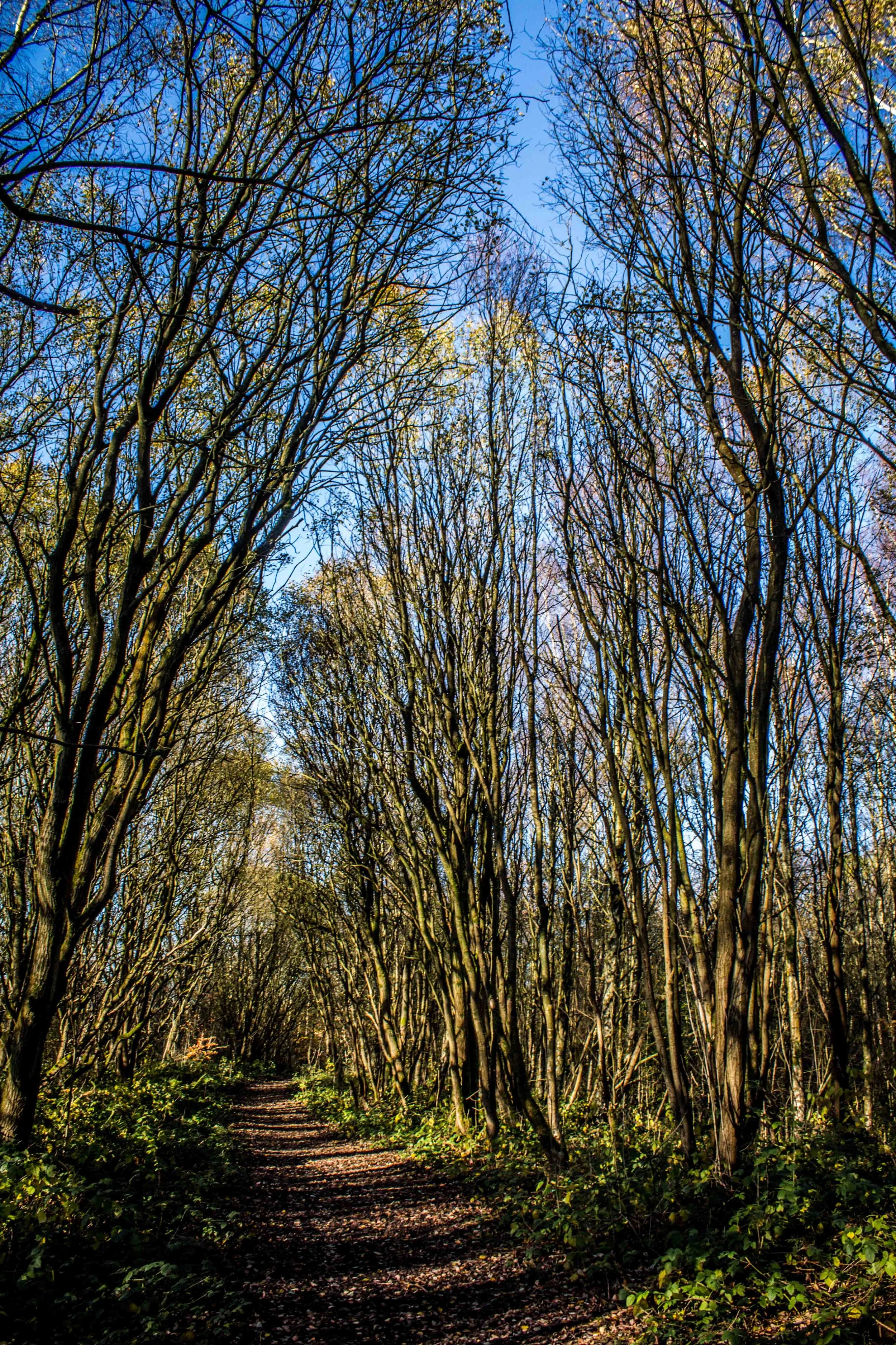 10 tree corridor.JPG
