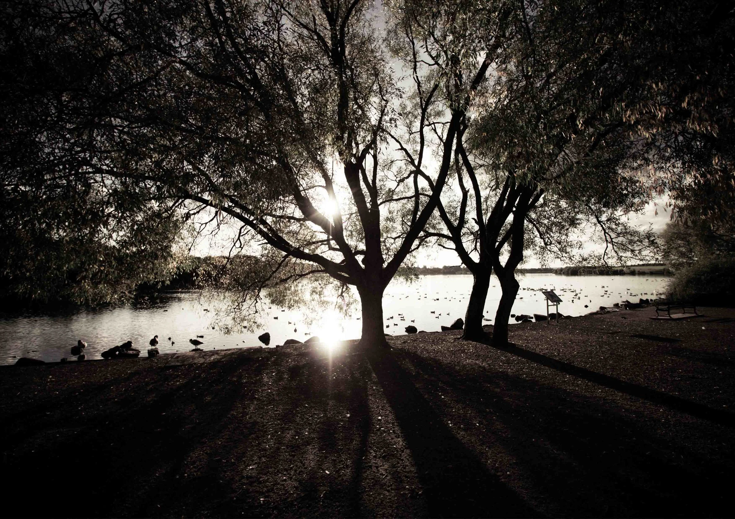 12 B@W trees flash.JPG