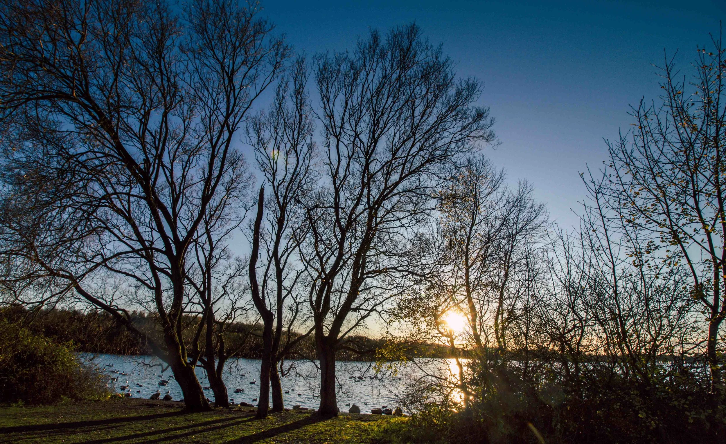 12 flash trees 2_.JPG