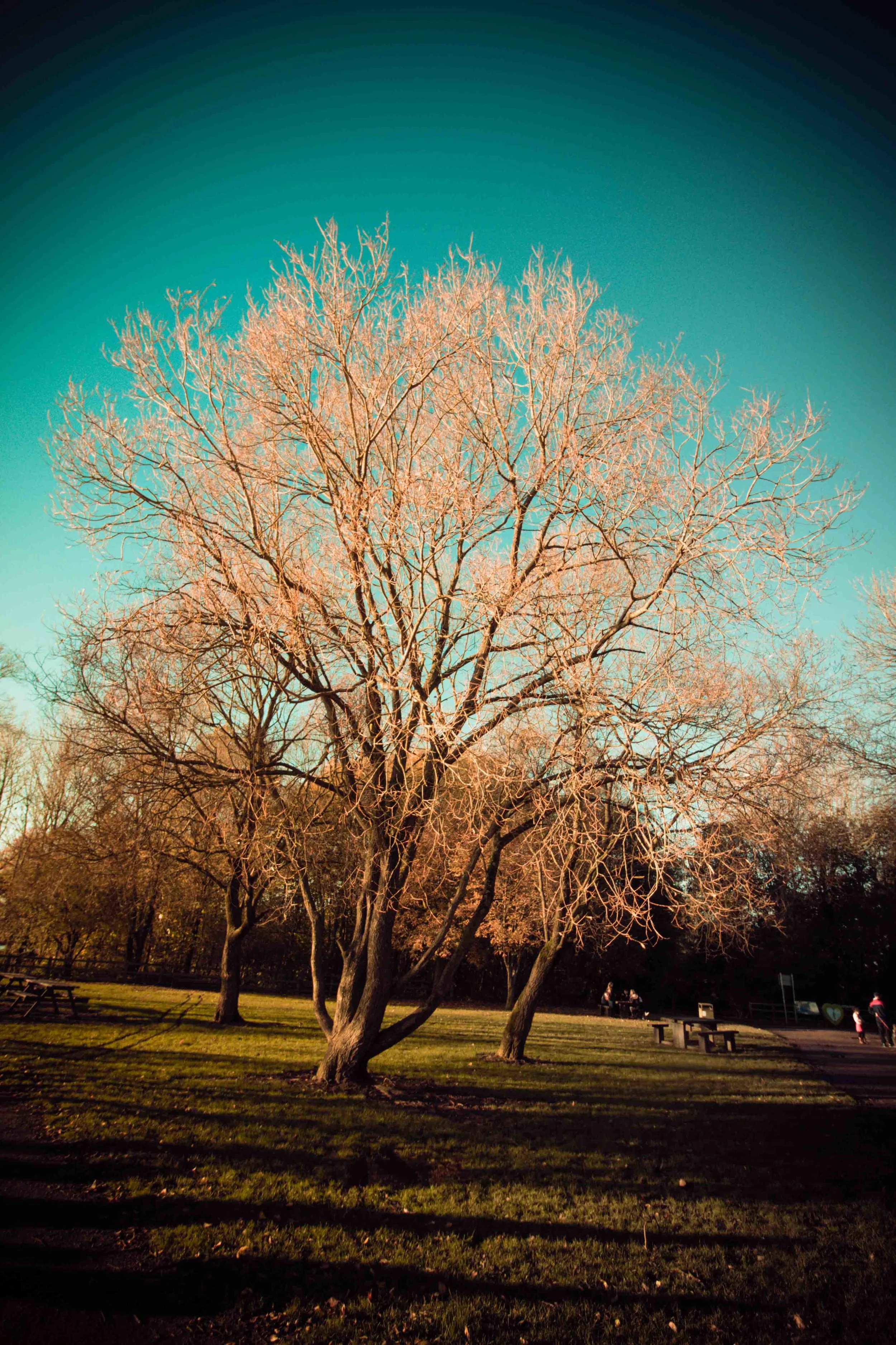 19 tree **.JPG