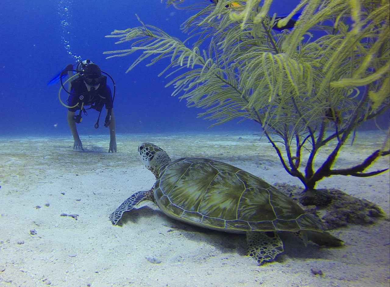 scubadiverwithturtle.jpg