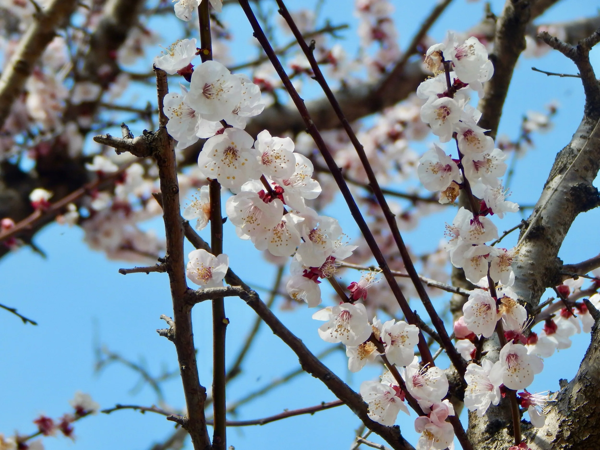 Cherry Blossoms in Bloom—Tokyo, Japan