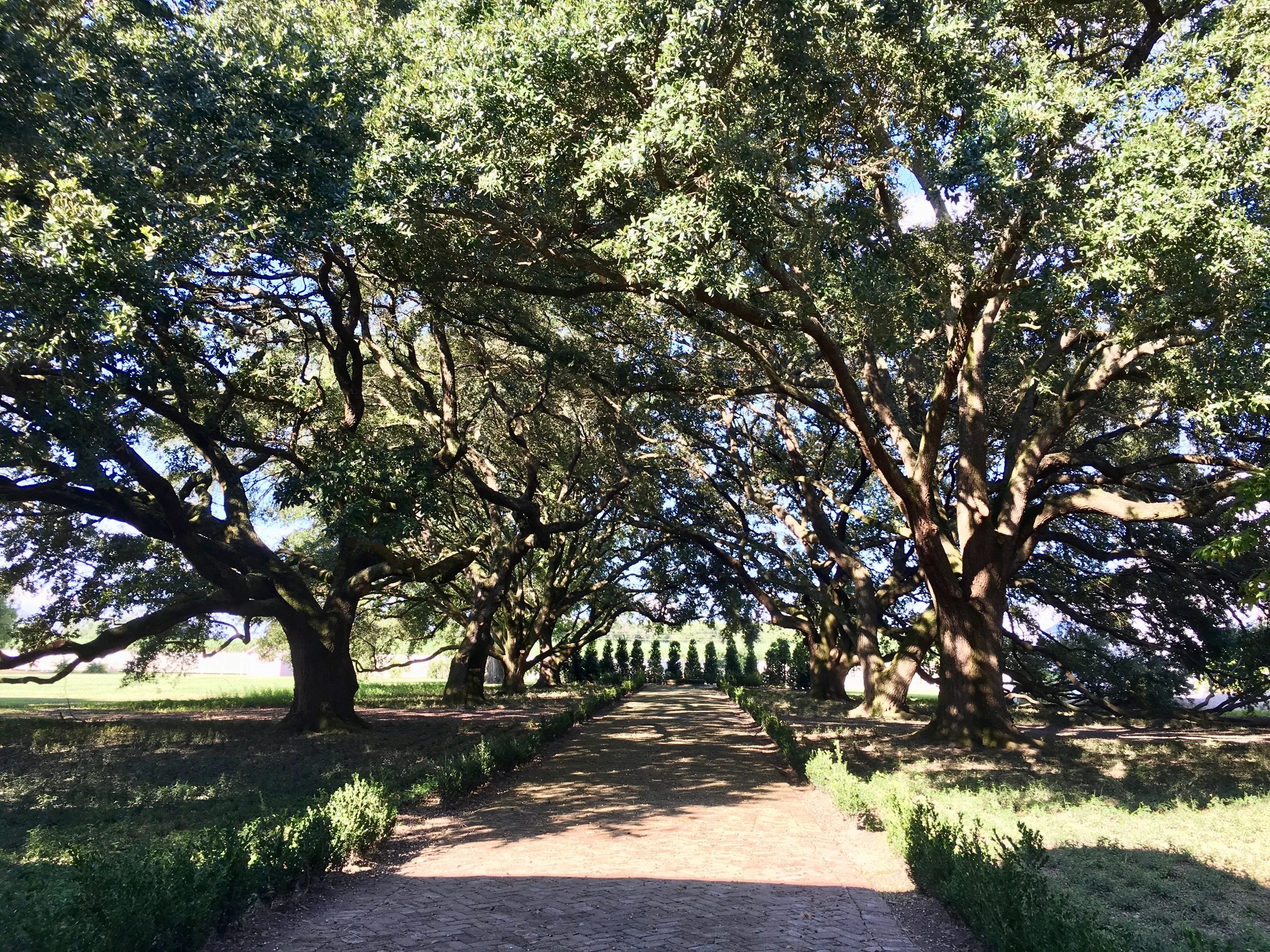 Pathway Shaded by Oak Trees at the Laura Plantation—Vacherie, LA