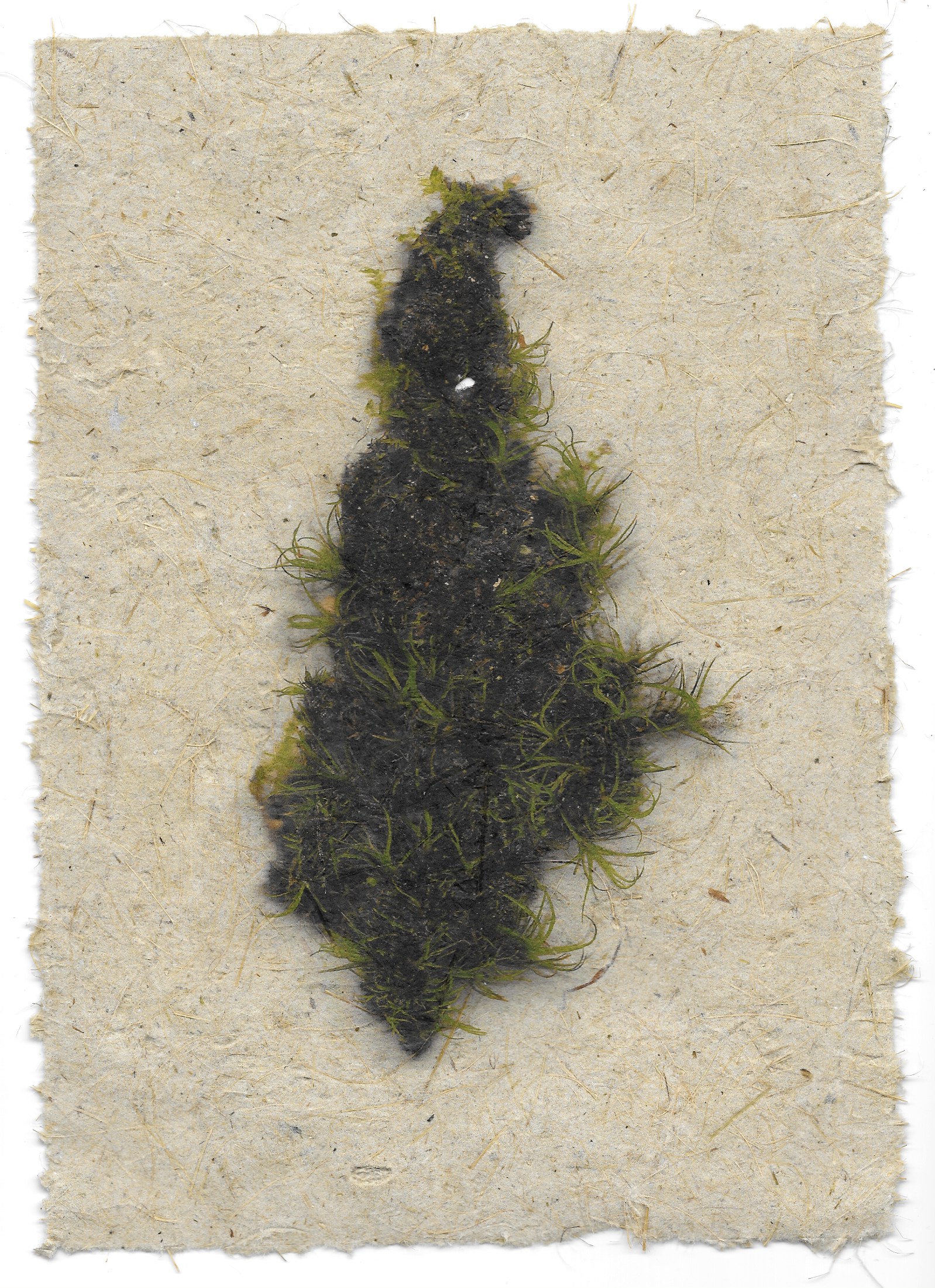 moss specimen #2
