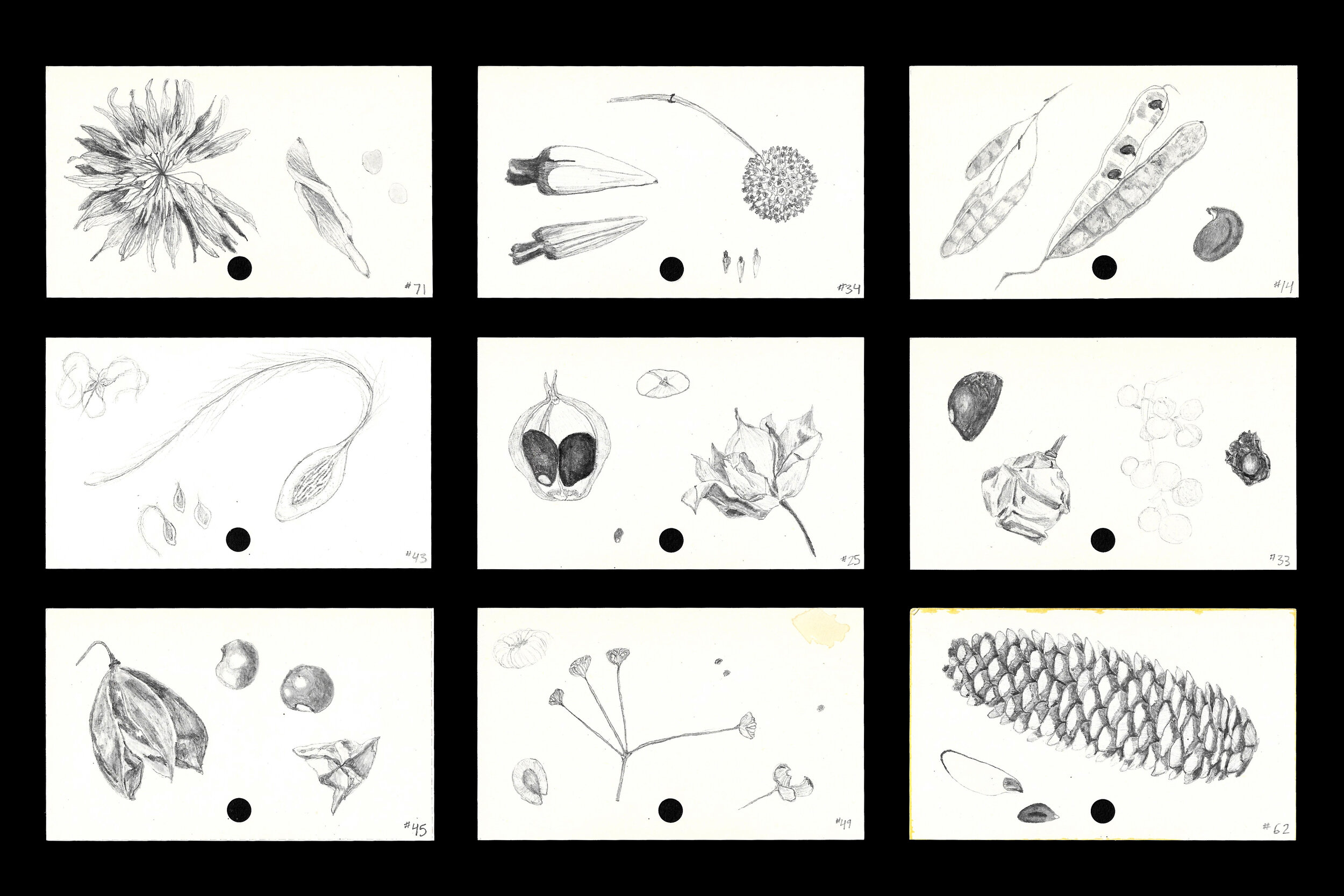 language of land: seed archive
