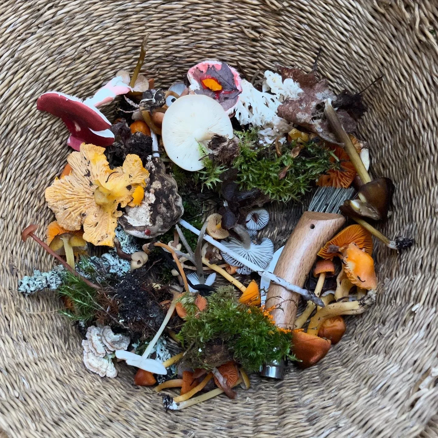 Dyeing with Mushrooms: Workshop at CraftStudies in WRJ, VT