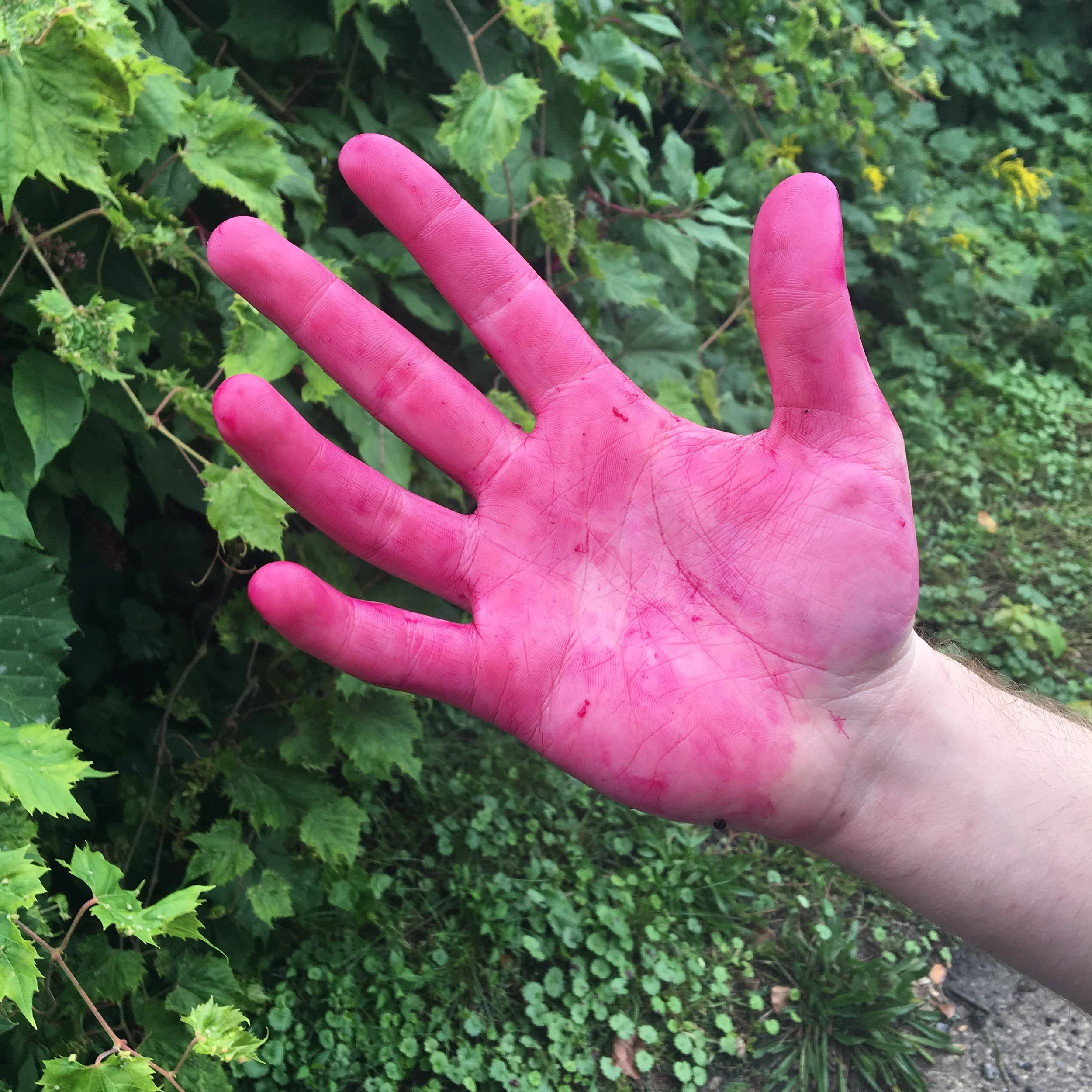 Harvest for Color at the Dartmouth Organic Farm, Hanover, NH