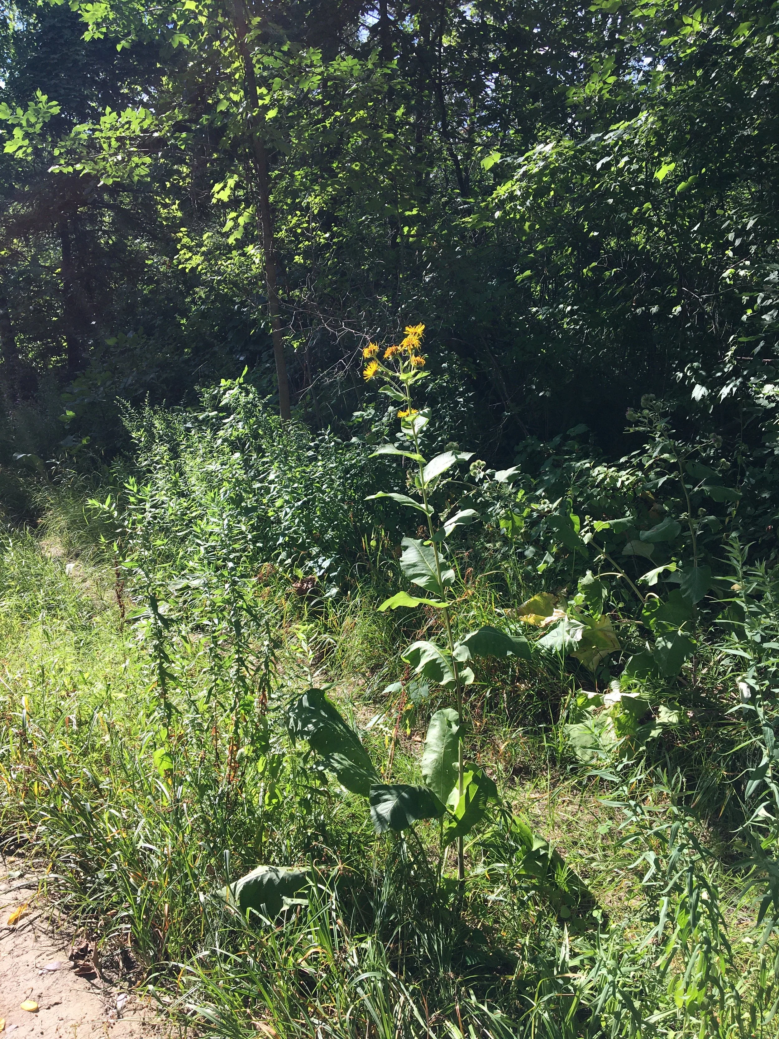 Intro to Herbalism + Fire Cider Workshop