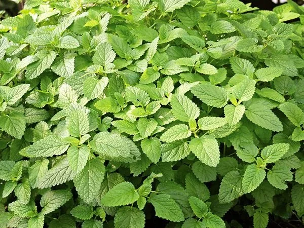 Edible + Medicinal Plant Walk (Norwich, VT)