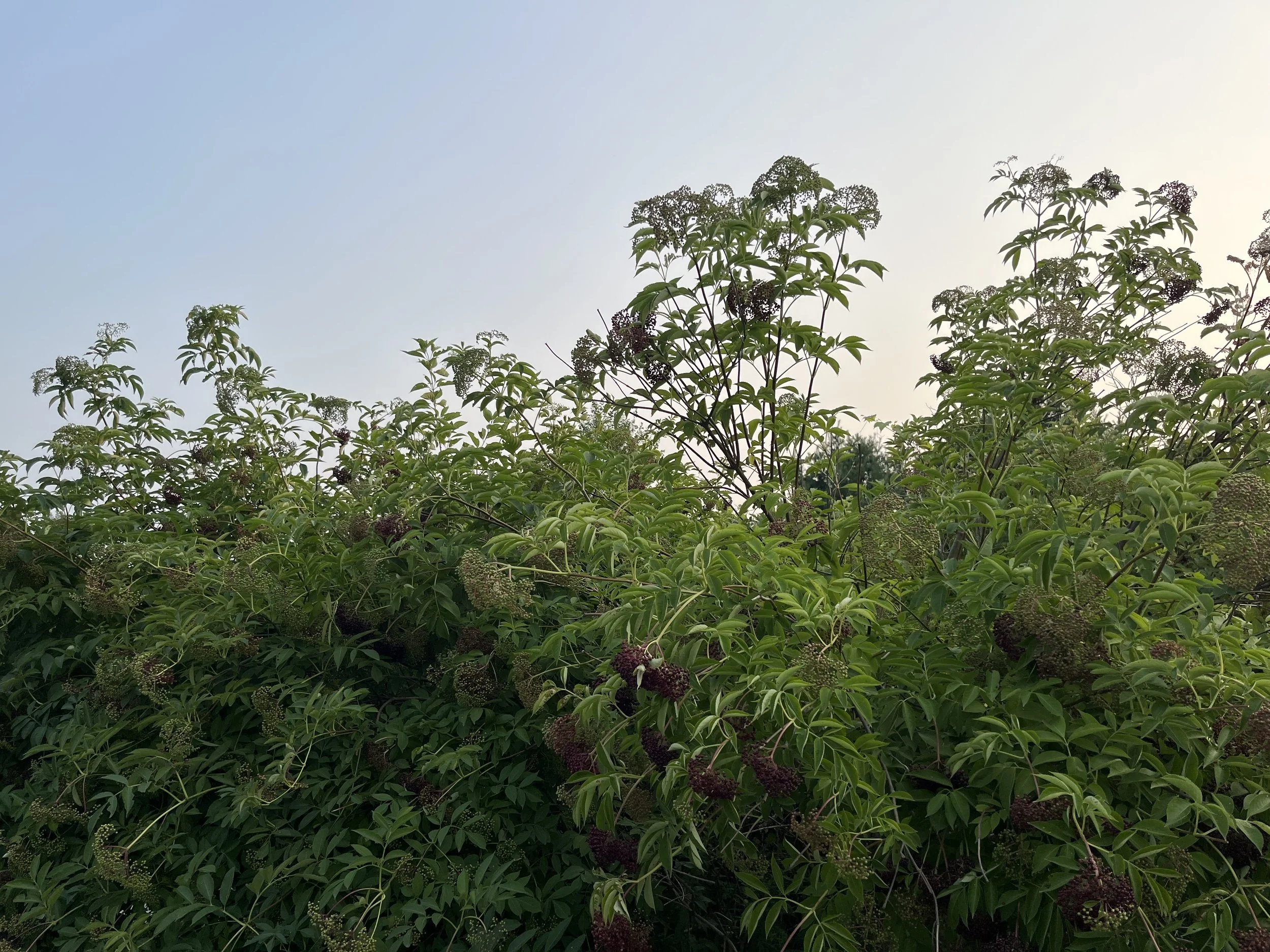 Kitchen Herbalism for Fall &amp; Winter: Elderberry Syrup &amp; Fire Cider Workshop (Norwich, VT)