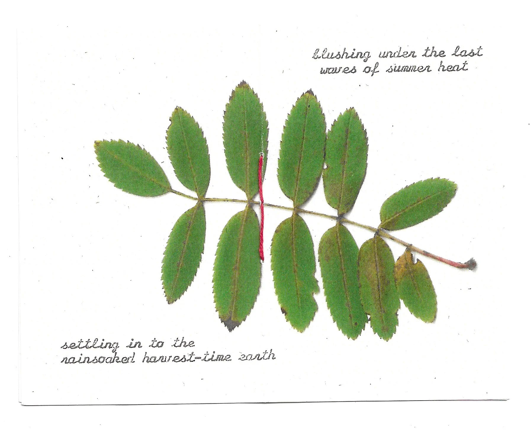 rowan zine scan.jpeg