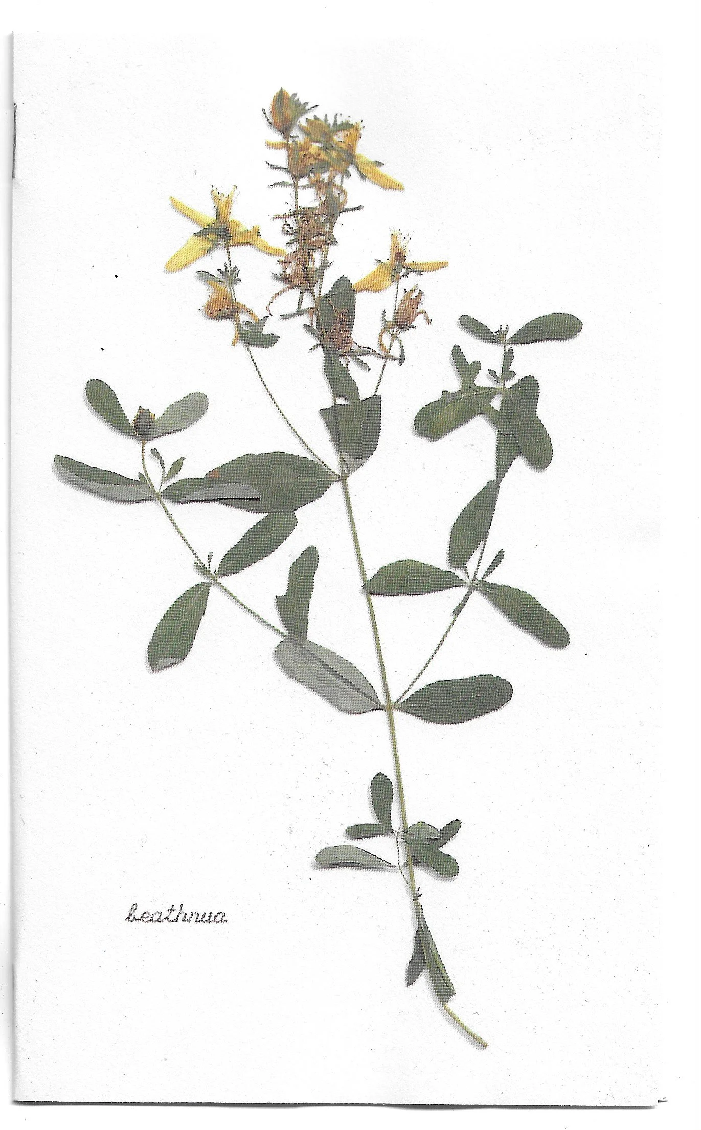 beathnua zine cover scan.jpeg