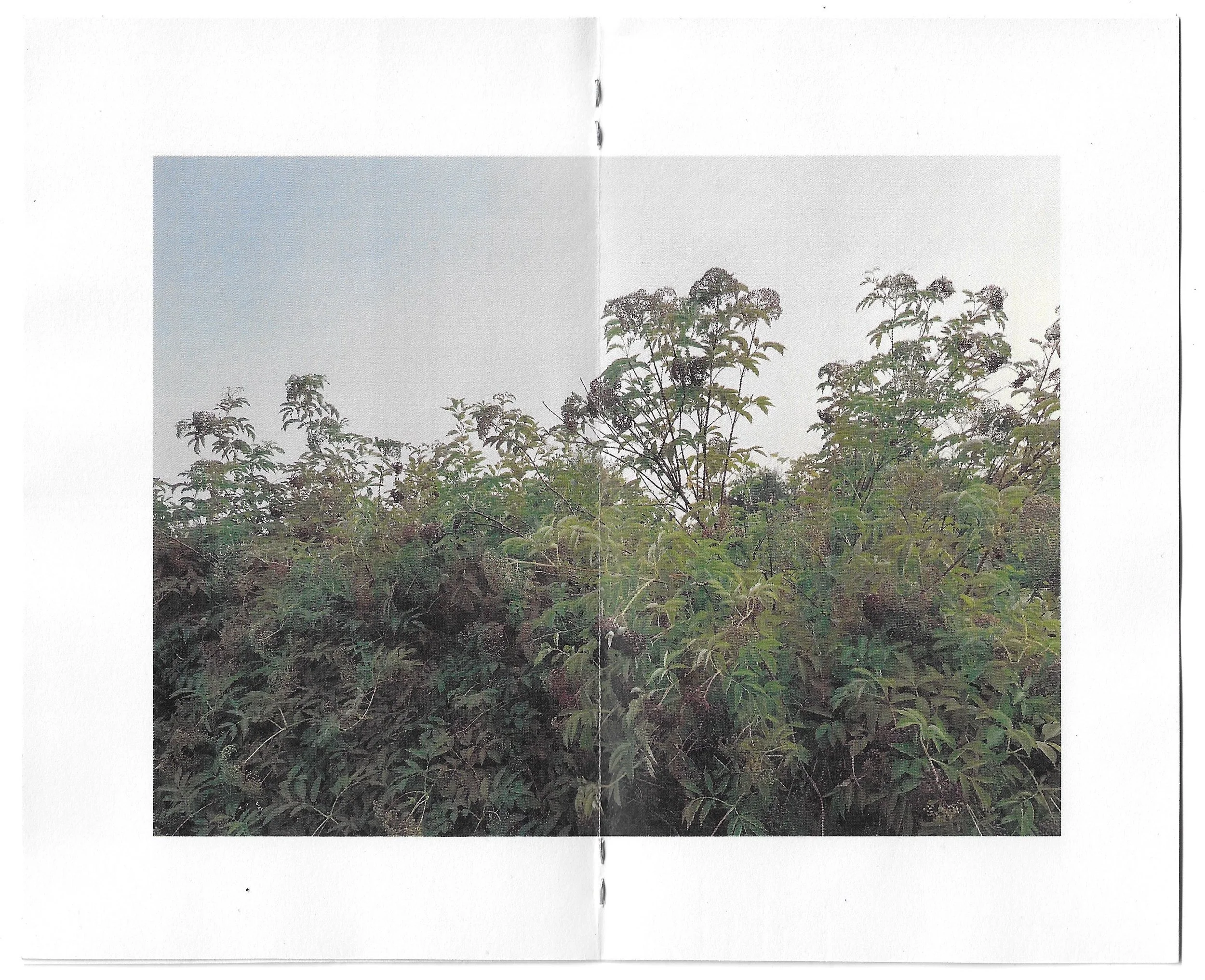 beathnua zine page spread 2.jpeg