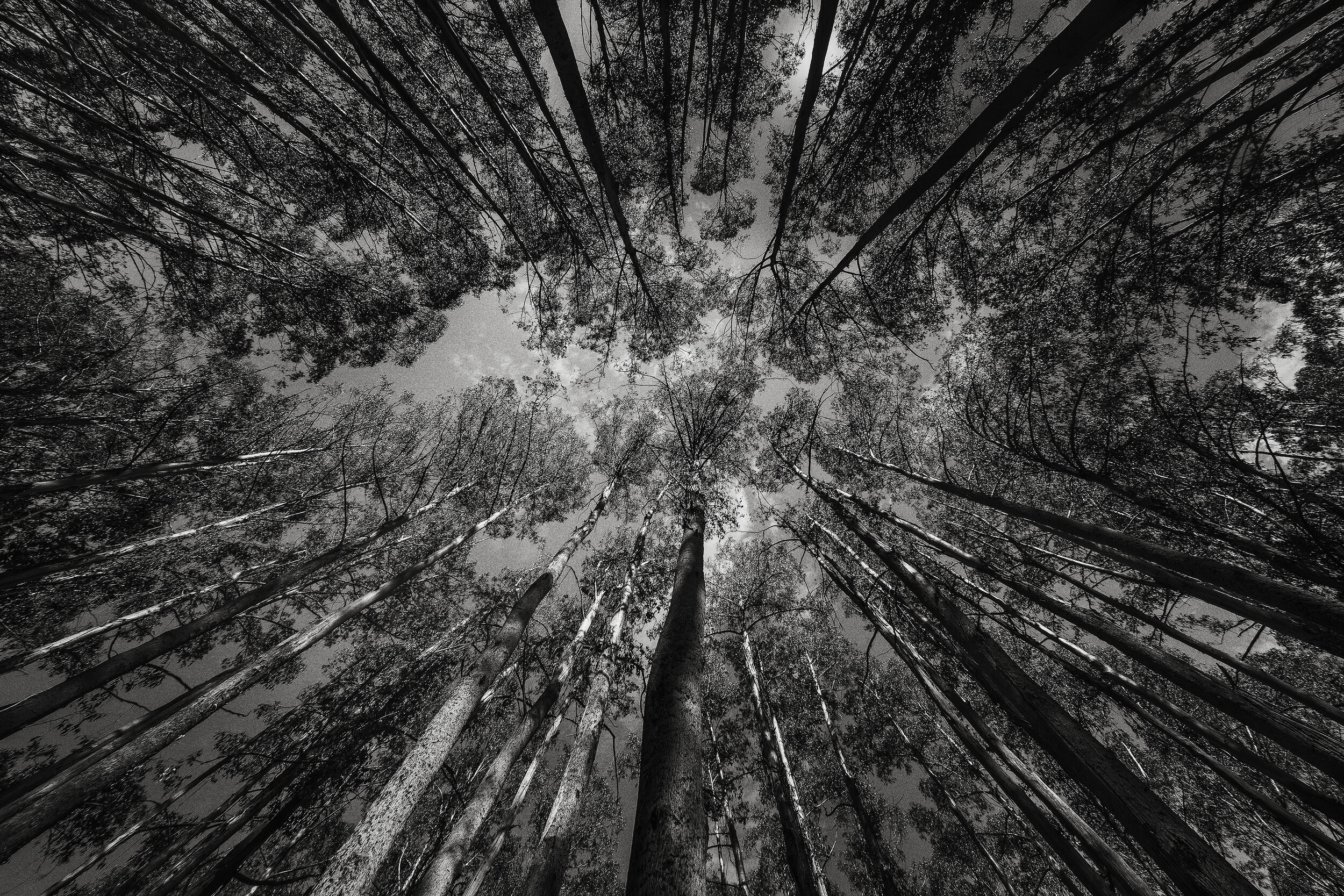 Alpine Forest, Victoria, 2018