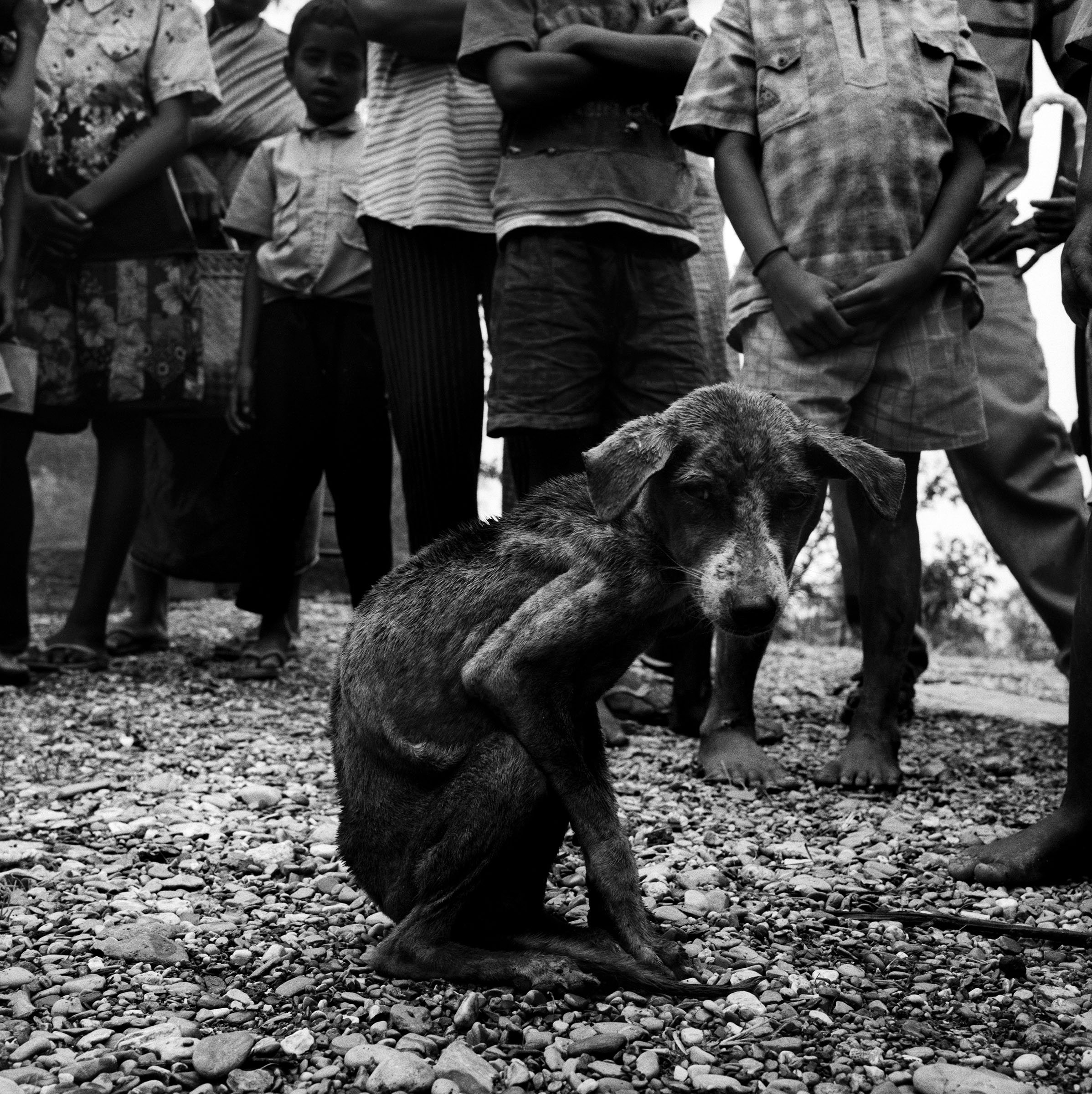 ©Stephen Dupont - East Timor MSF 9910-A70 #8_Dogs_Book.jpg