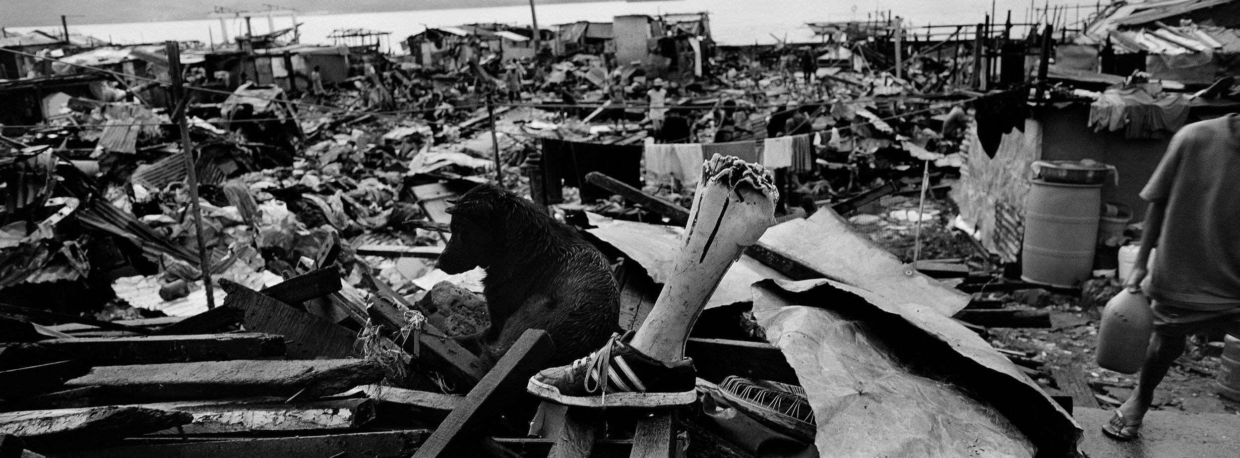 ©Stephen Dupont - Typhoon Haiyan 2013 - 4073 #15-16_Dogs.jpg