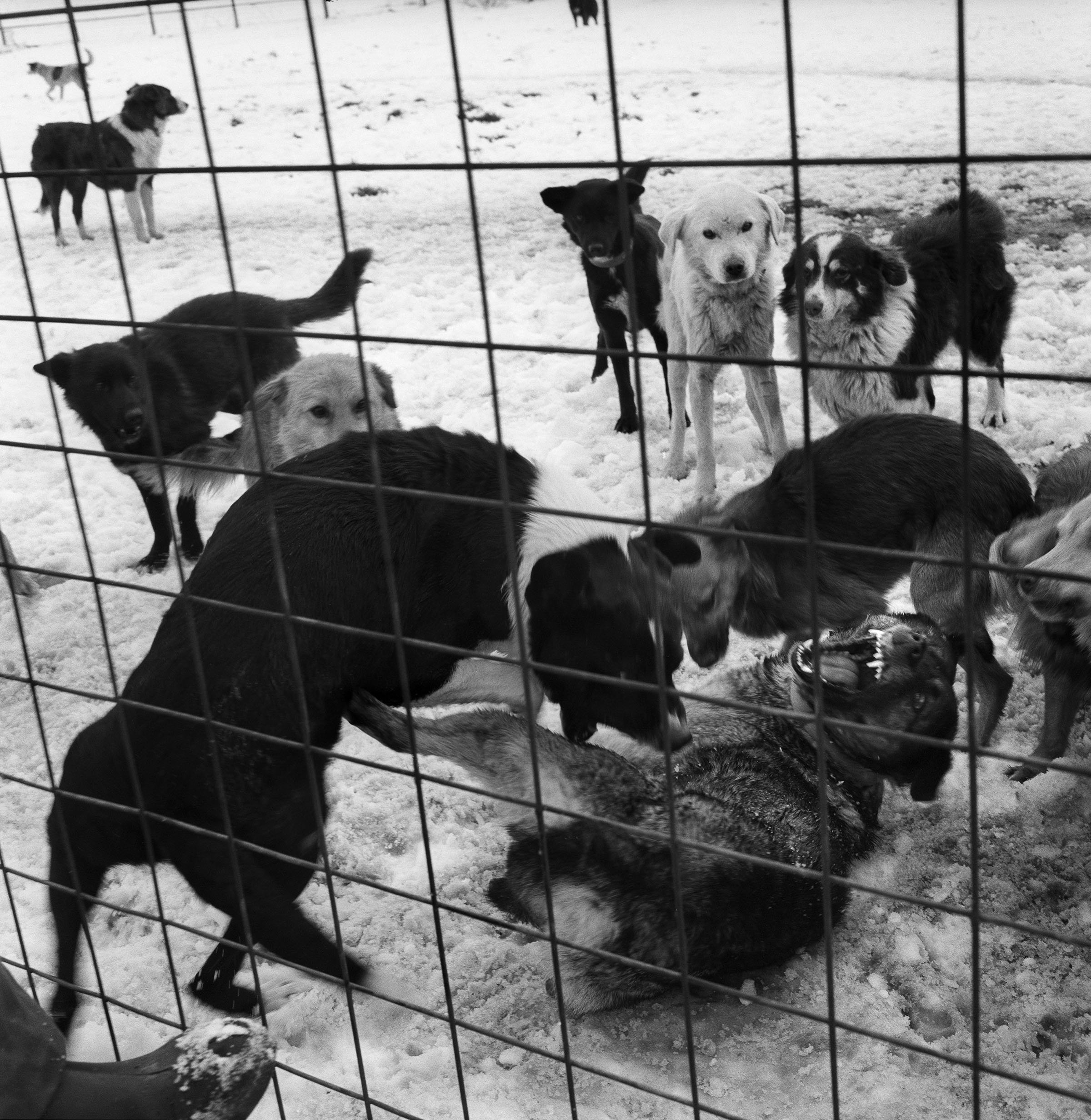©Stephen Dupont - Bucharest Wild Dogs 2001 - 0103 A005 #1_Book.jpg