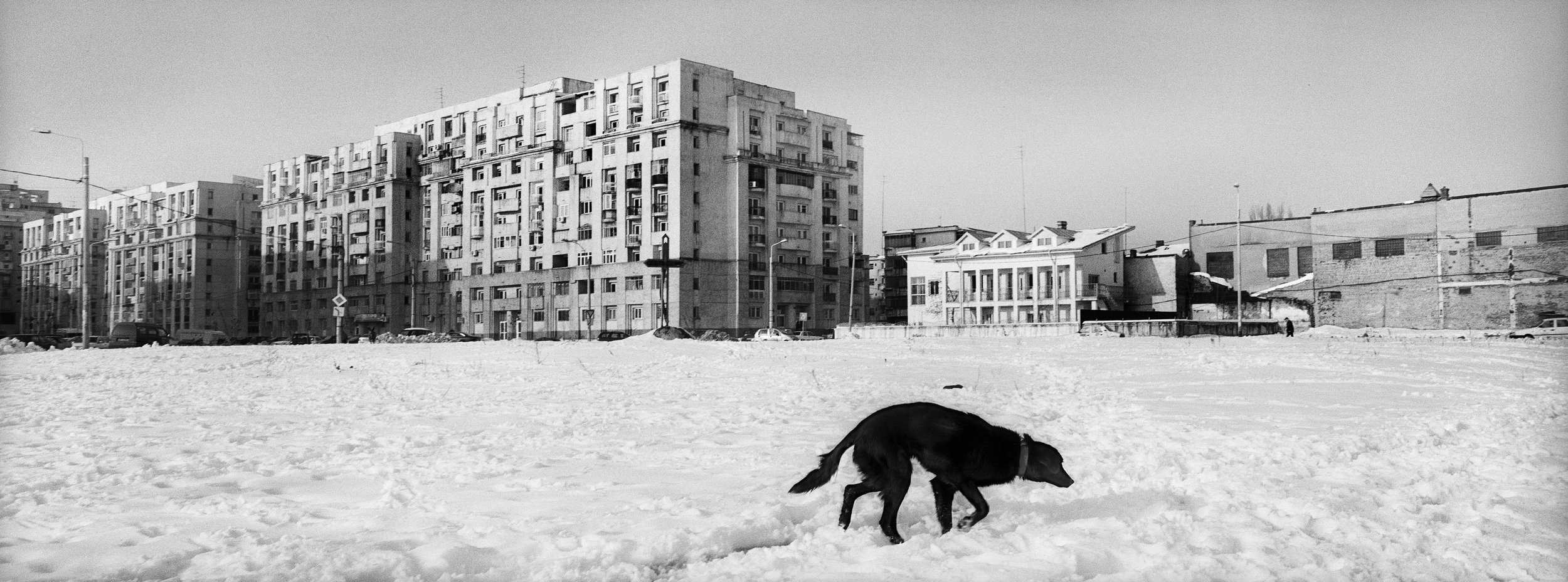 ©Stephen Dupont - Bucharest Wild Dogs 2001 - 0103 A046 #1A_Book.jpg