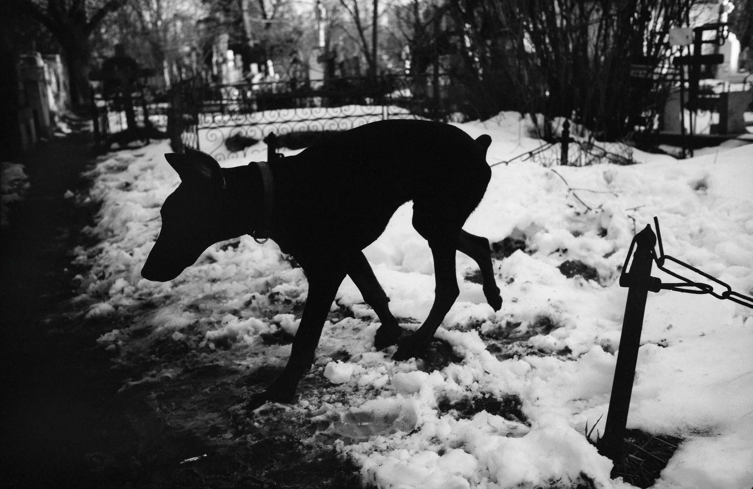 ©Stephen Dupont - Bucharest Wild Dogs 2001 - 0103 A059 #1A_Book.jpg