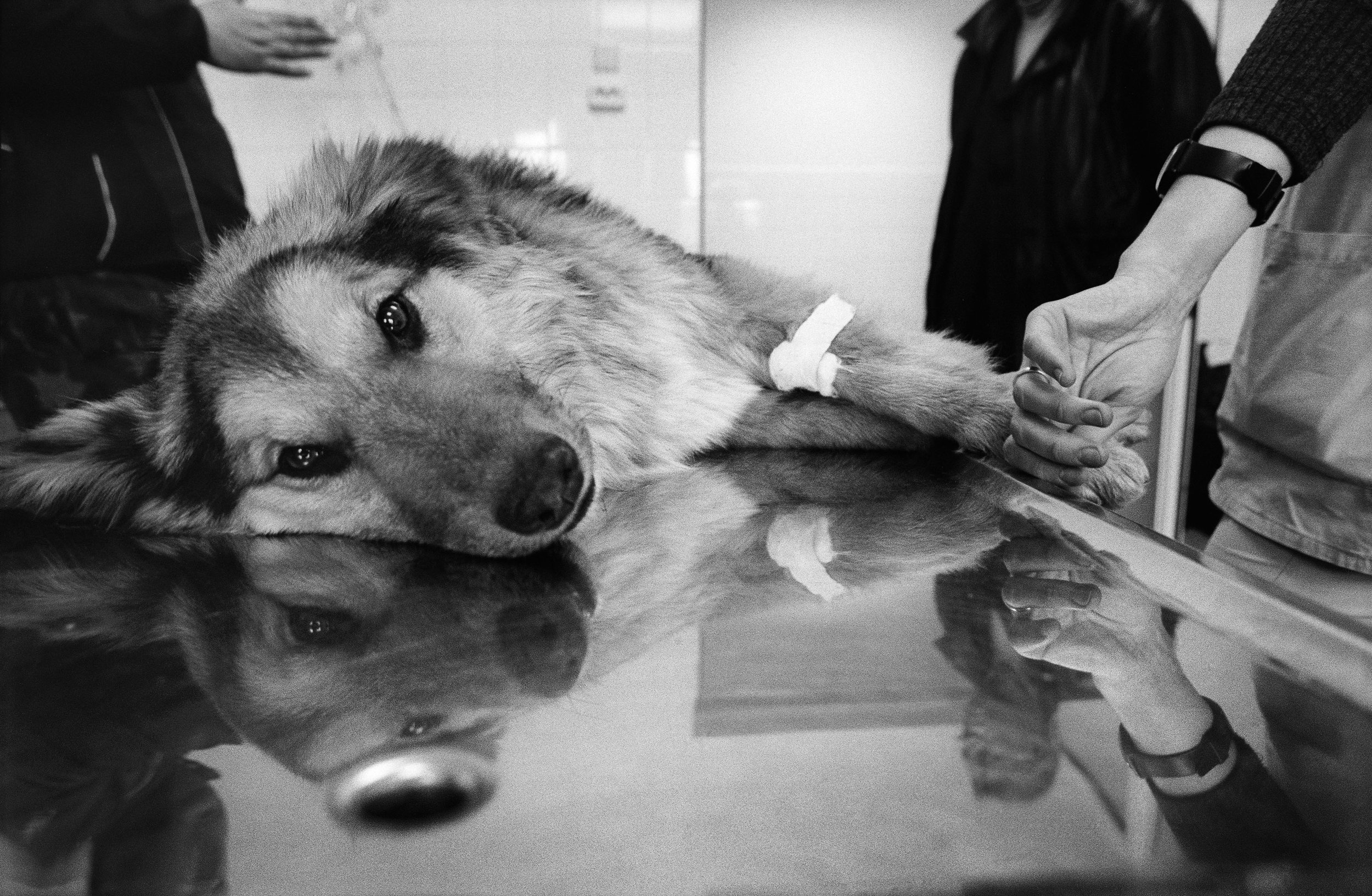 ©Stephen Dupont - Bucharest Wild Dogs 2001 - 0103 A061 #34A_Book.jpg
