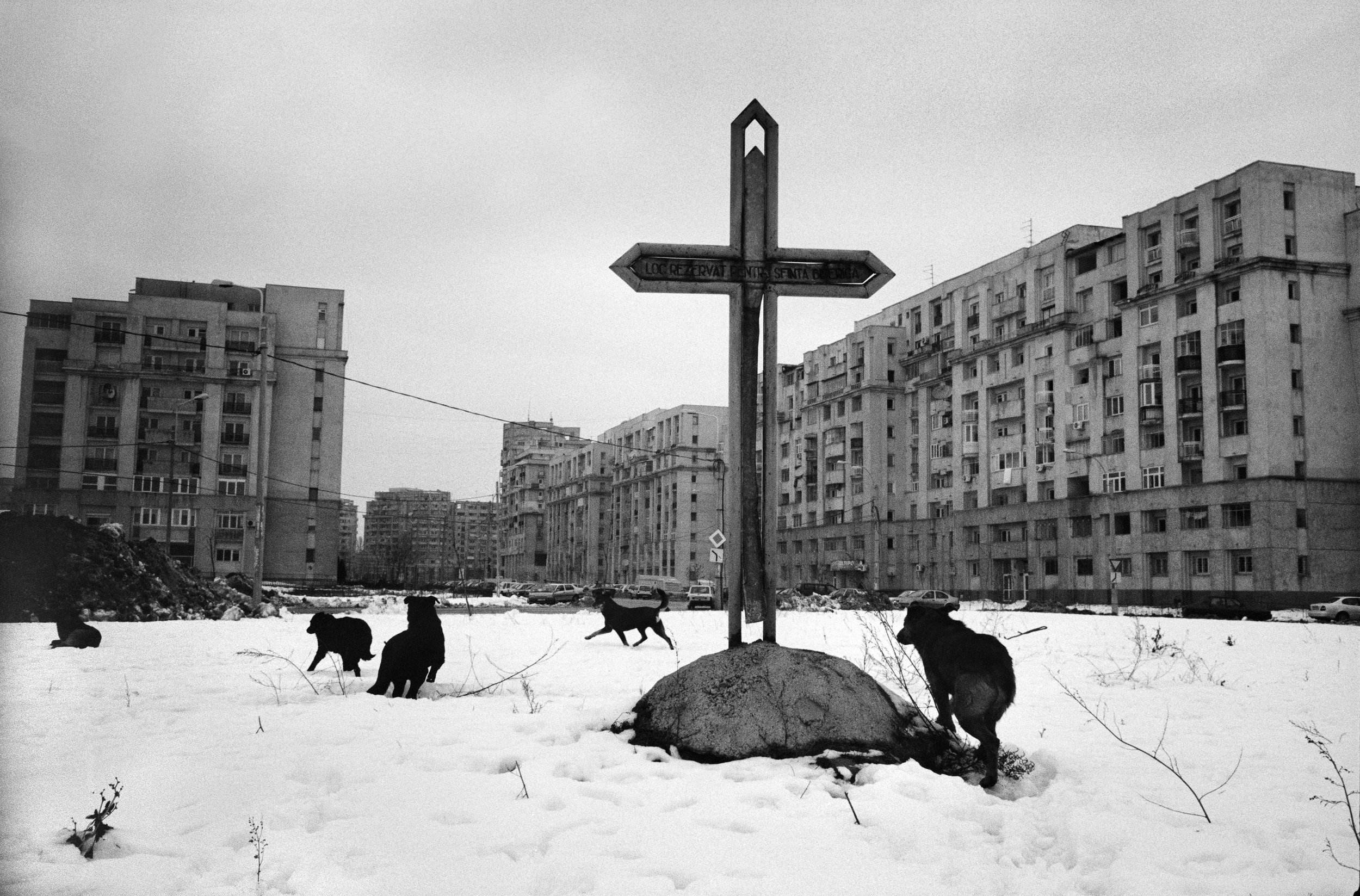 ©Stephen Dupont - Bucharest Wild Dogs 2001 - 0103 A093 #5_Book.jpg