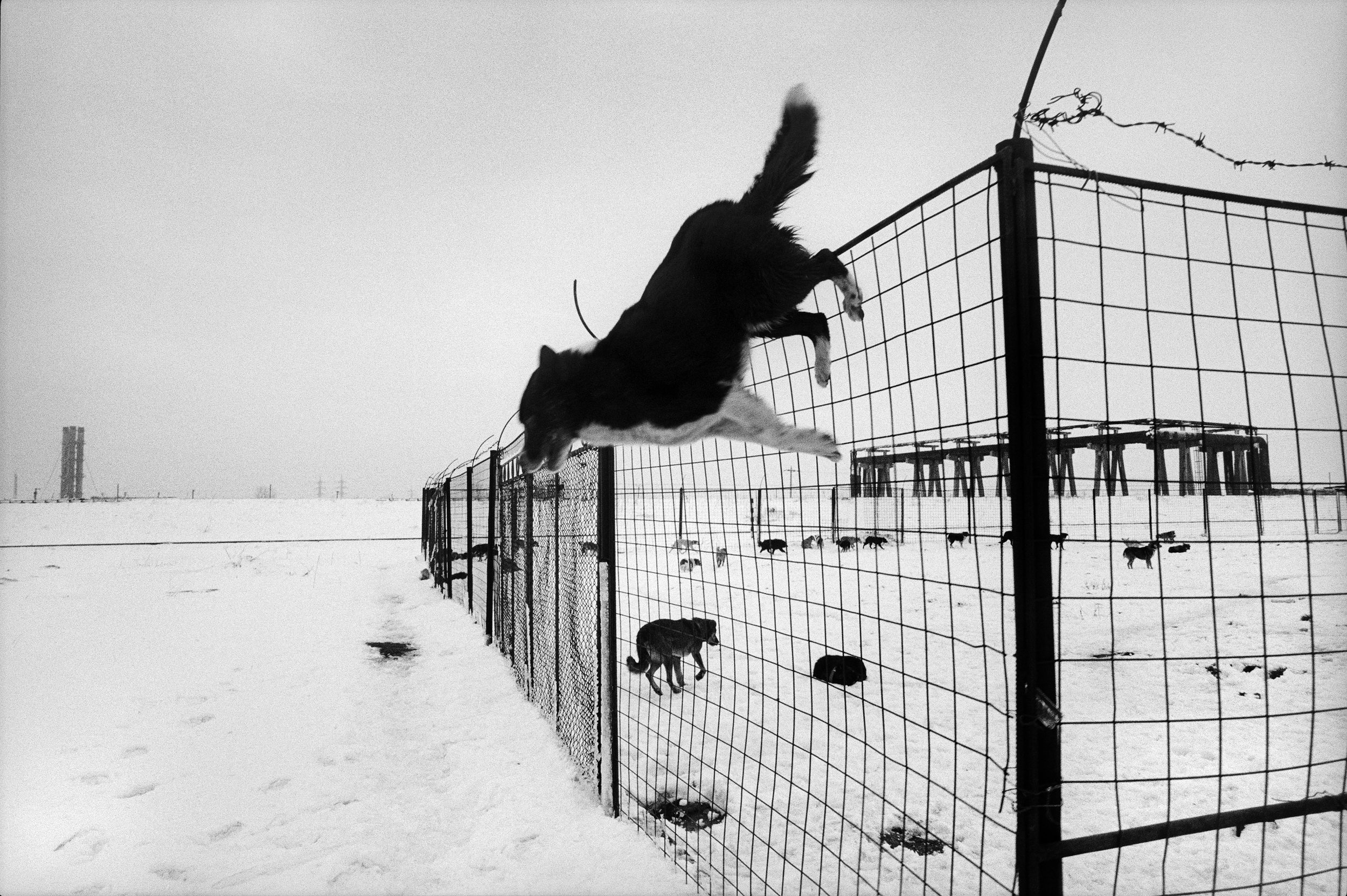©Stephen Dupont - Bucharest Wild Dogs 2001 - 0103 A117 #17A_Book.jpg