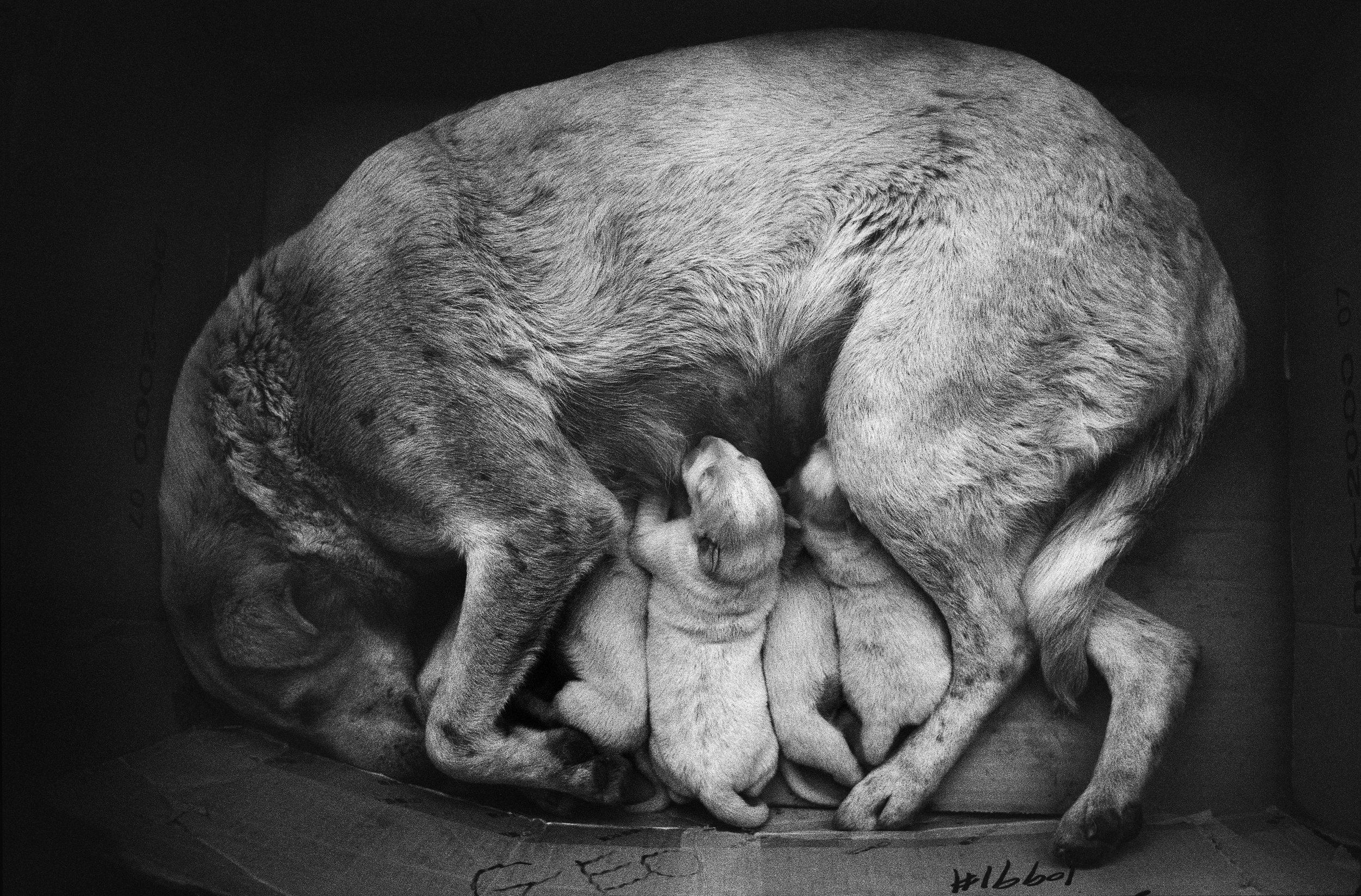 ©Stephen Dupont - Bucharest Wild Dogs 2001 - 0103 A146 #21_Book.jpg