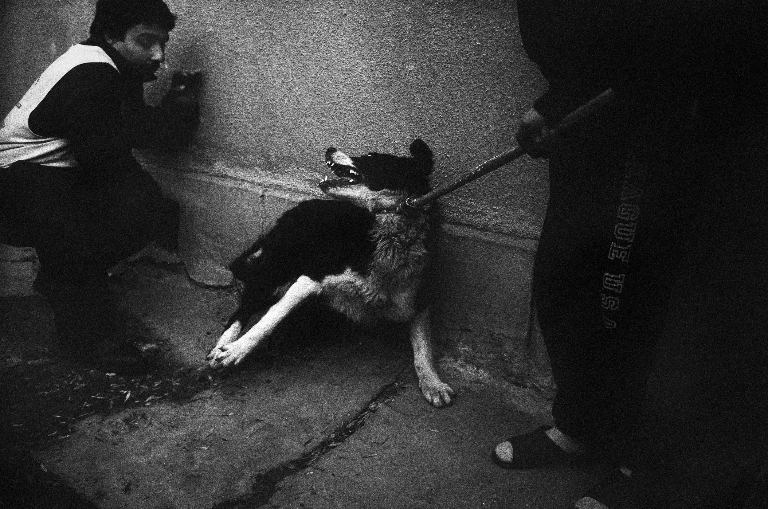 ©Stephen Dupont - Bucharest Wild Dogs 2001 - 0103 A149 #30_Book.jpg