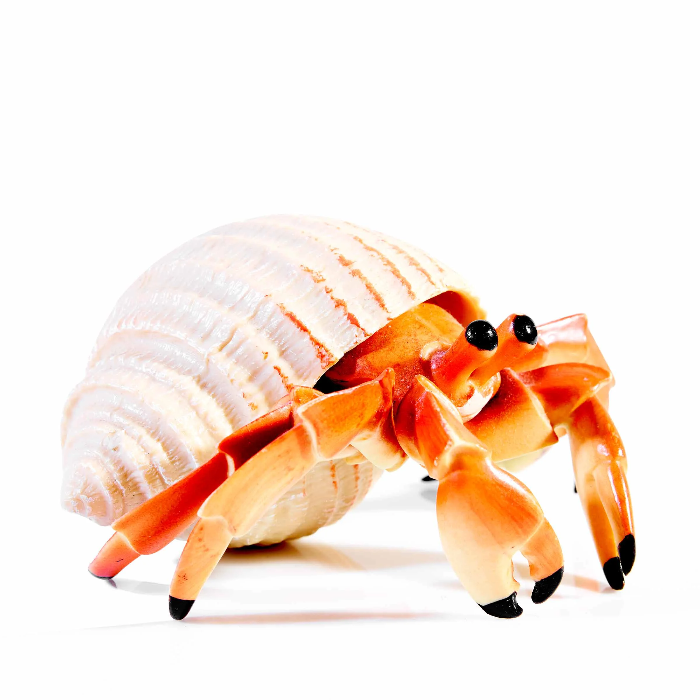 SOLDIER CRAB