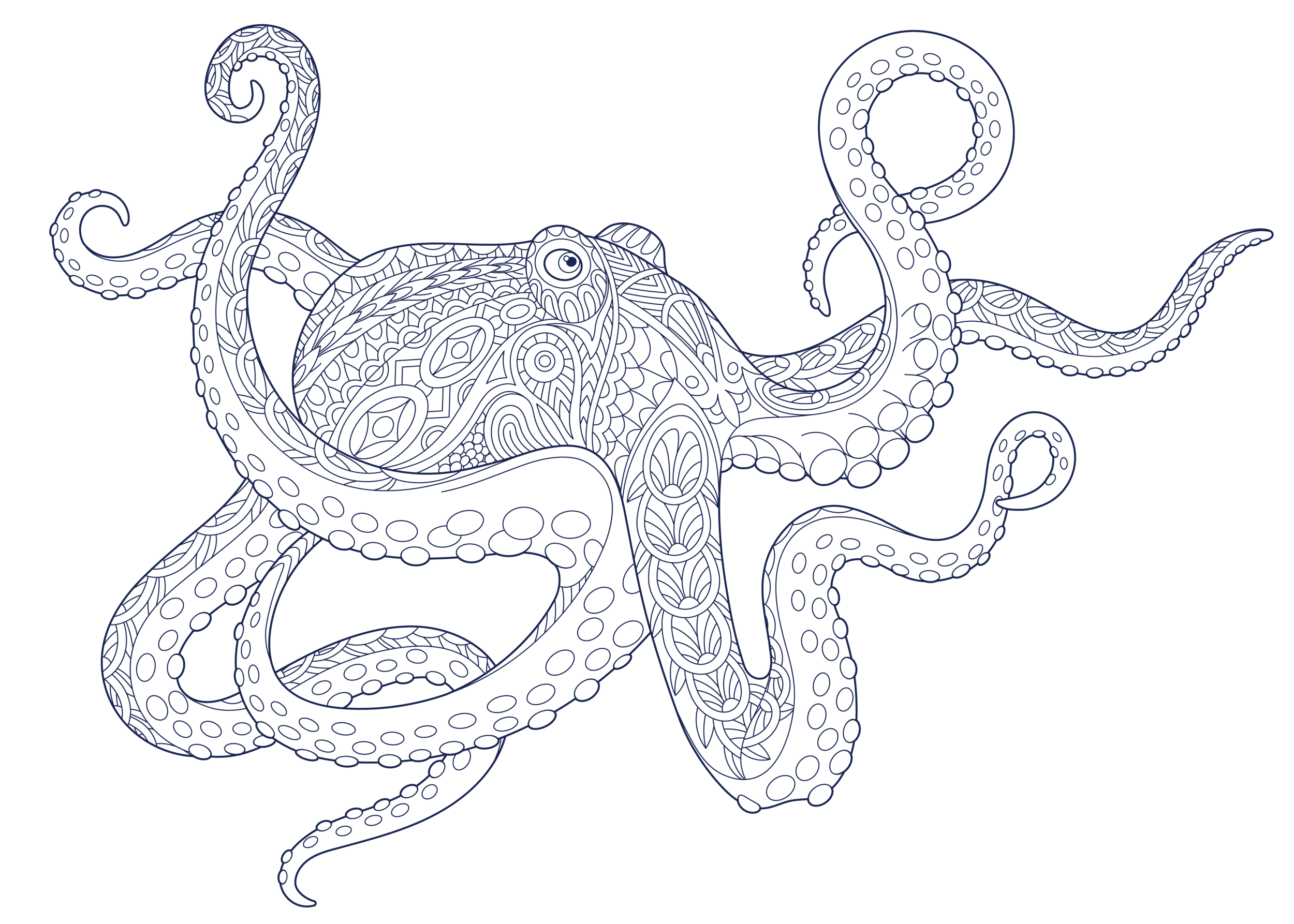 octopus_1.png
