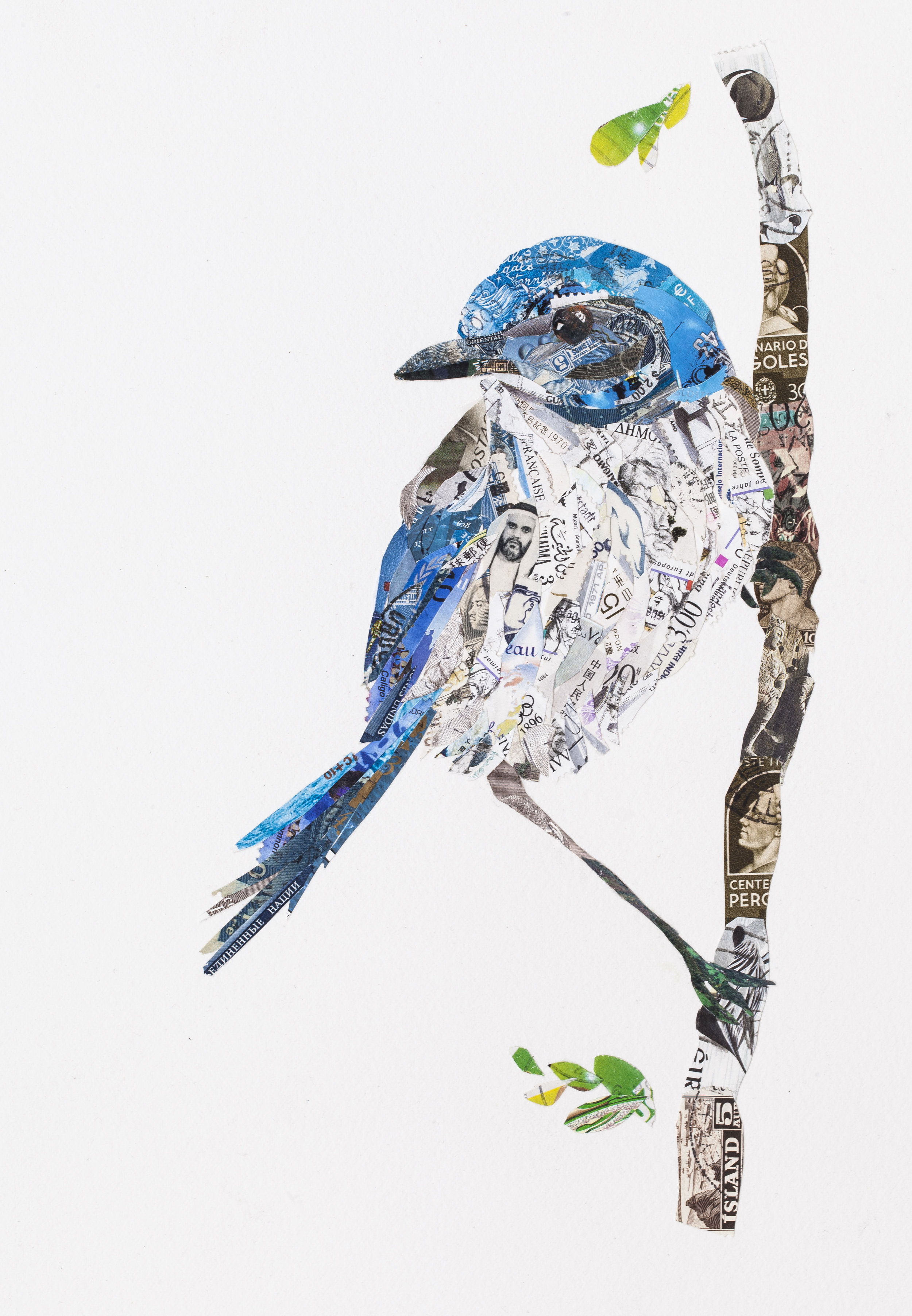 Scrub Jay #1, 2015