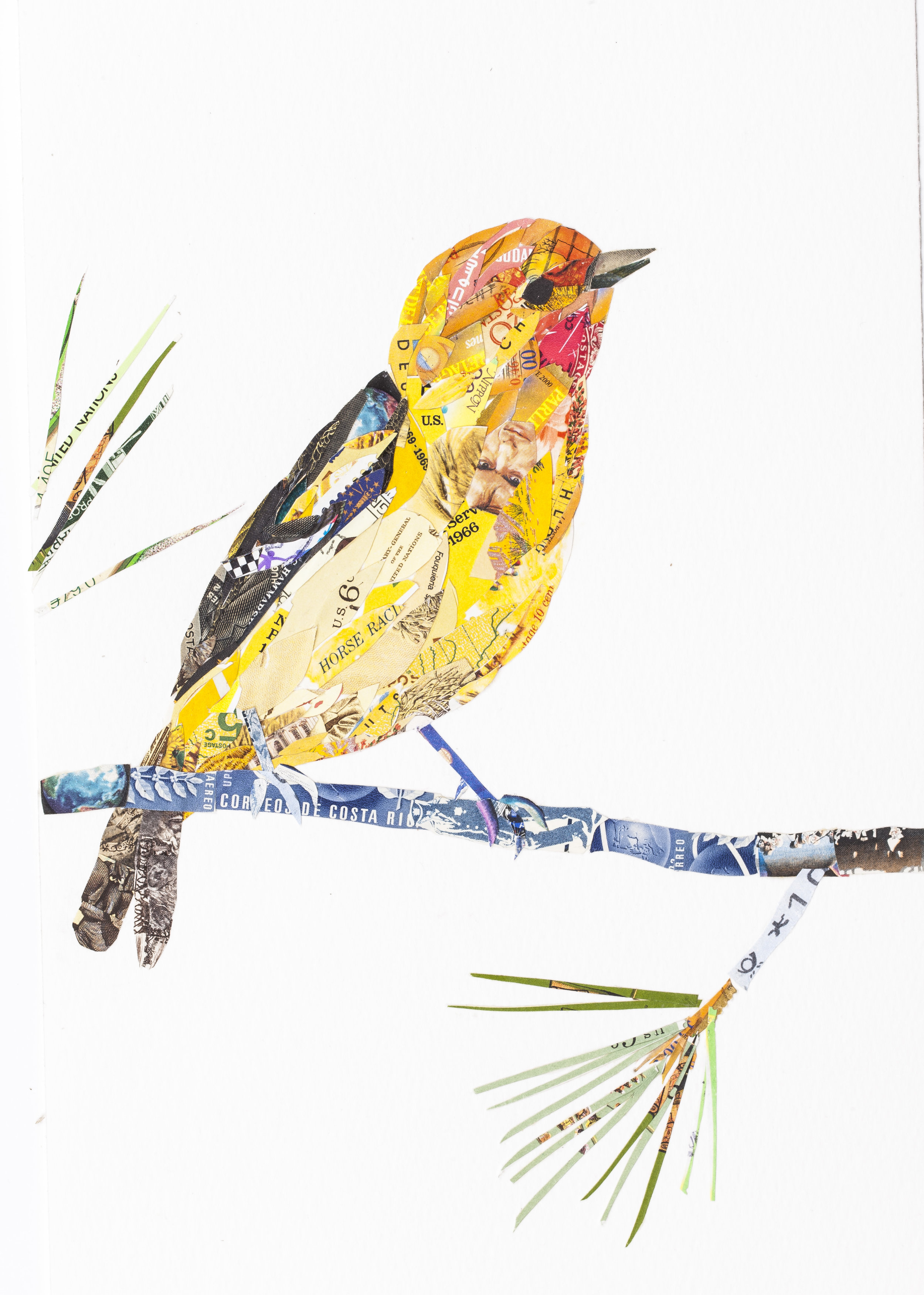 Western Tanager, 2015