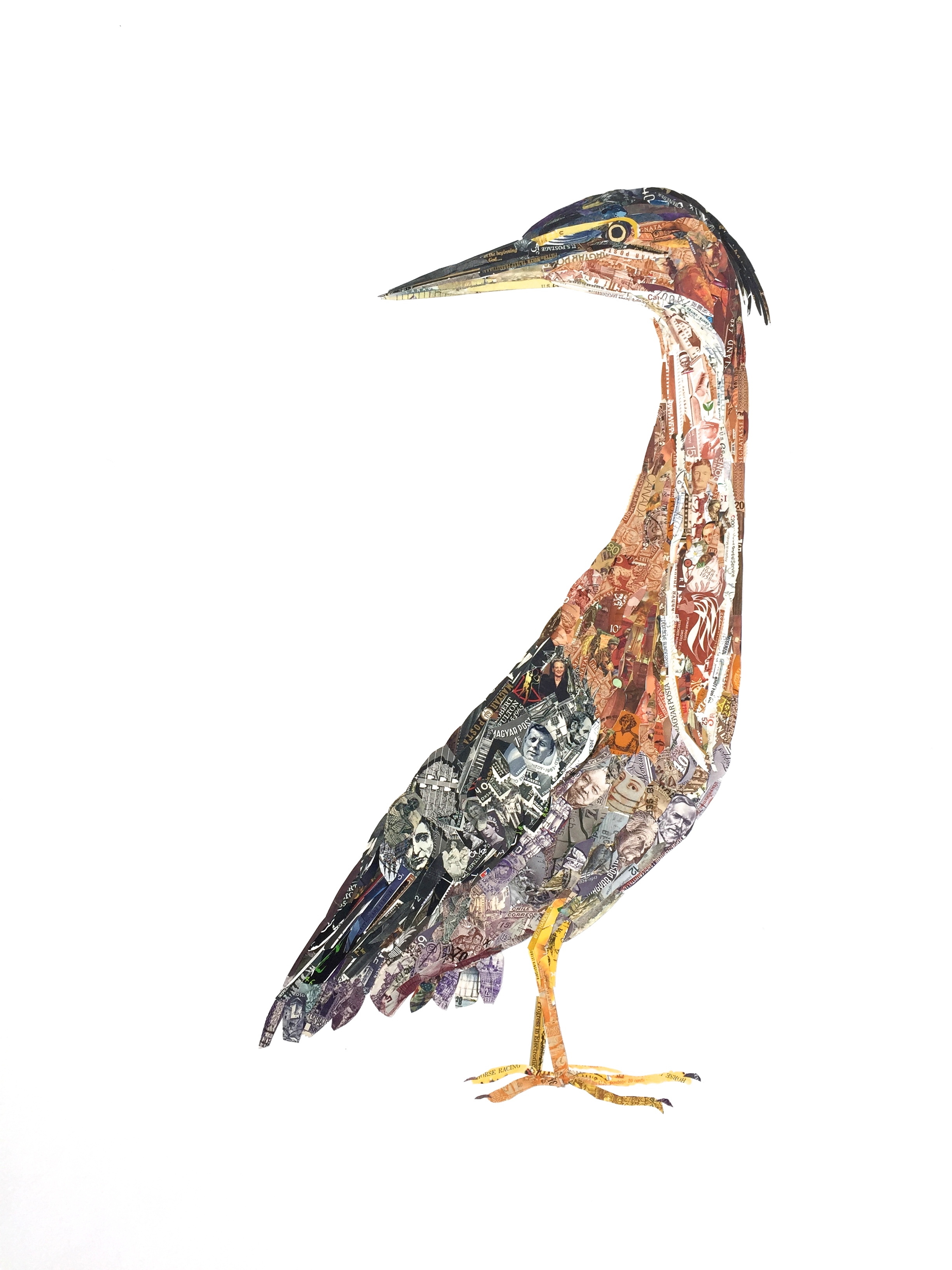 Green Heron, 2015