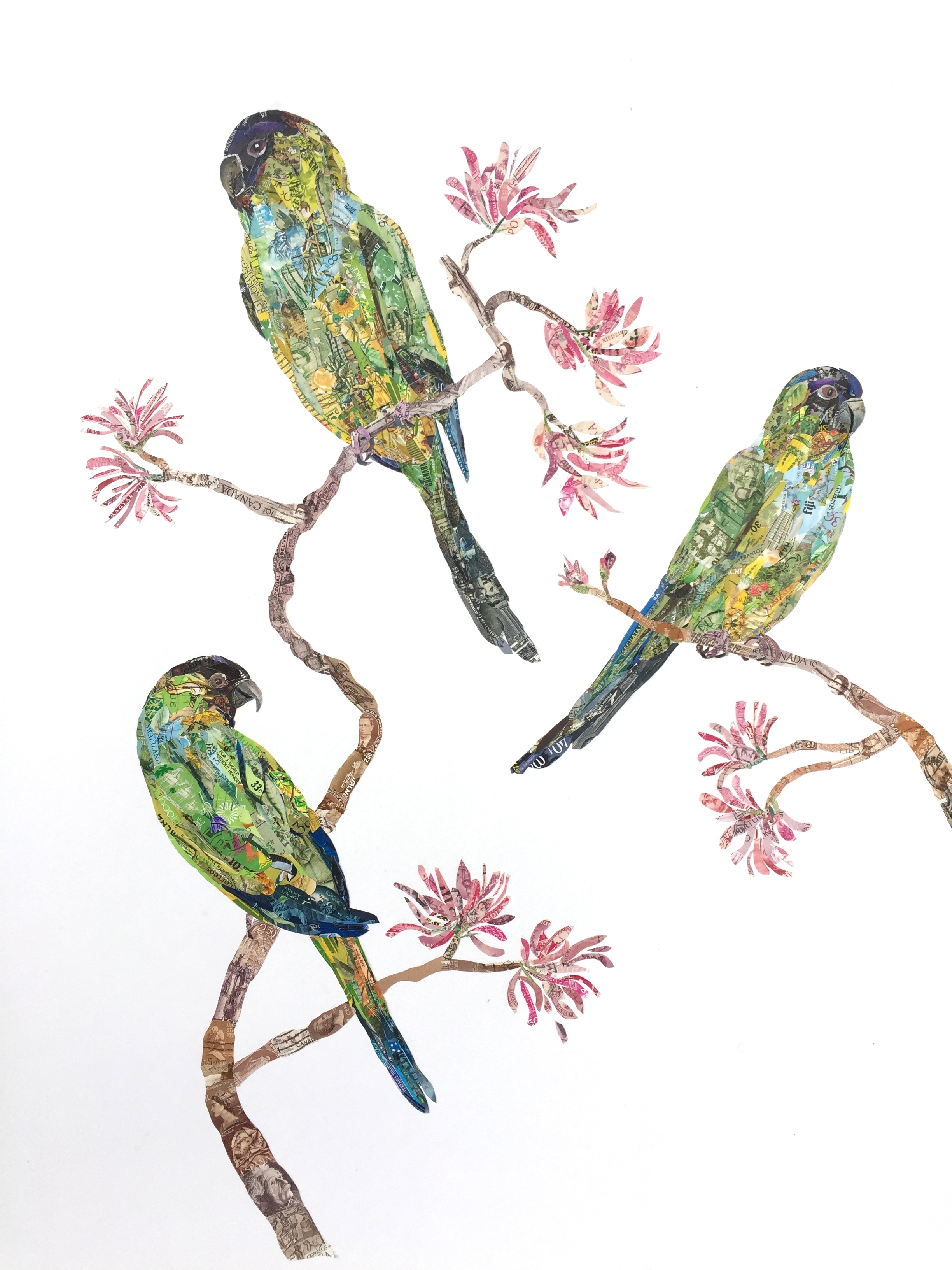 Nandays Parakeets, 2015