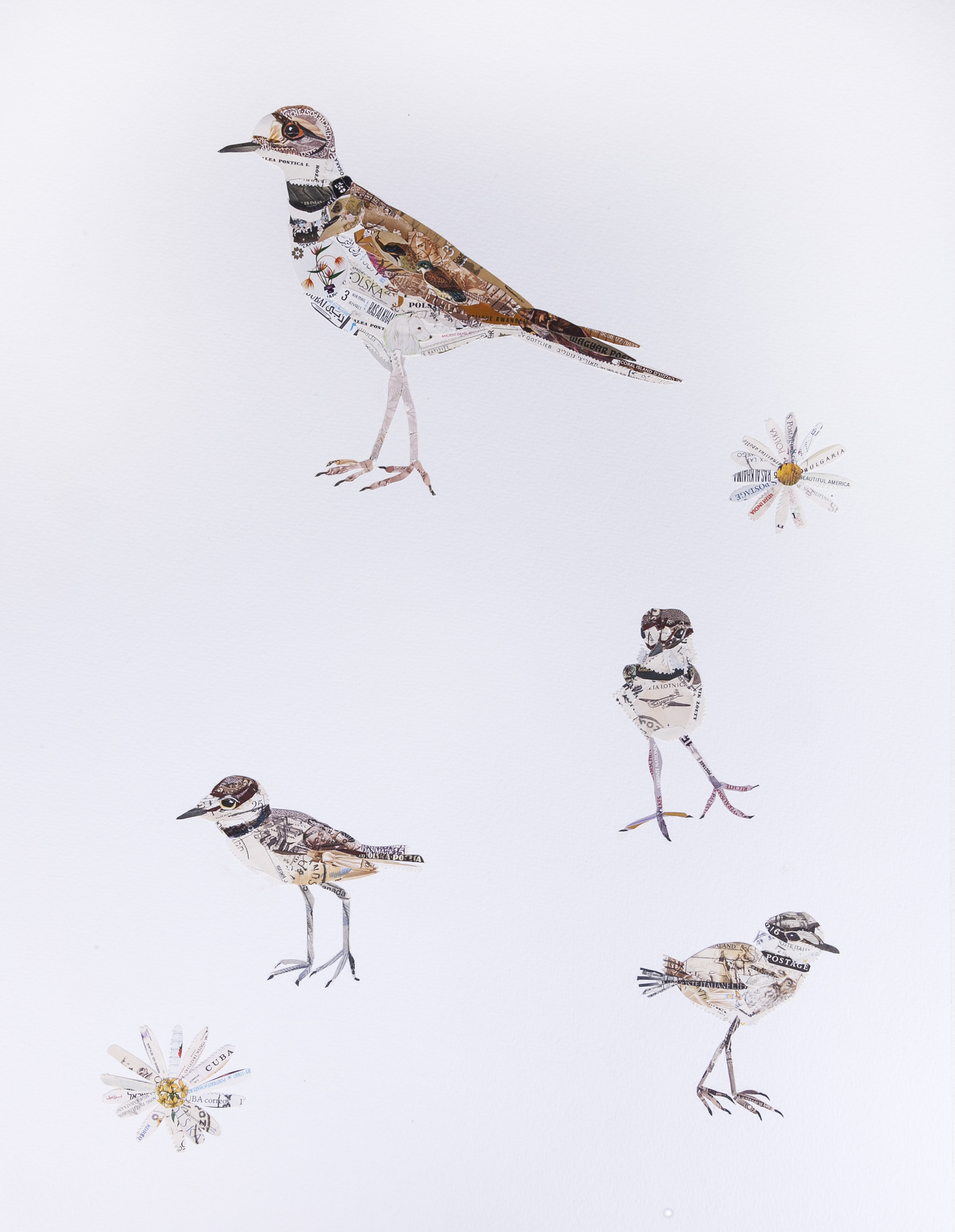 Kildeer, 2016