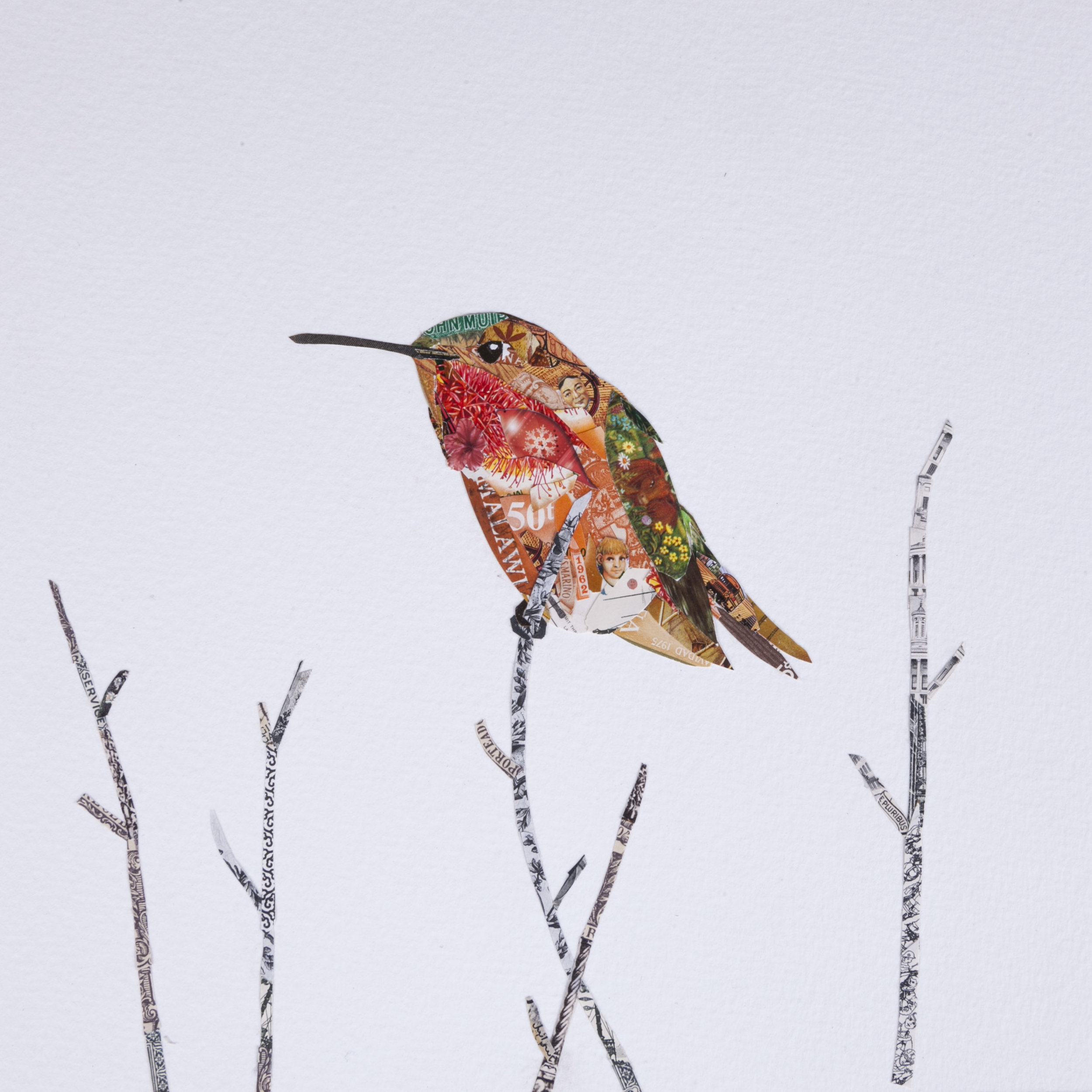 Allen's Hummingbird #5, 2016