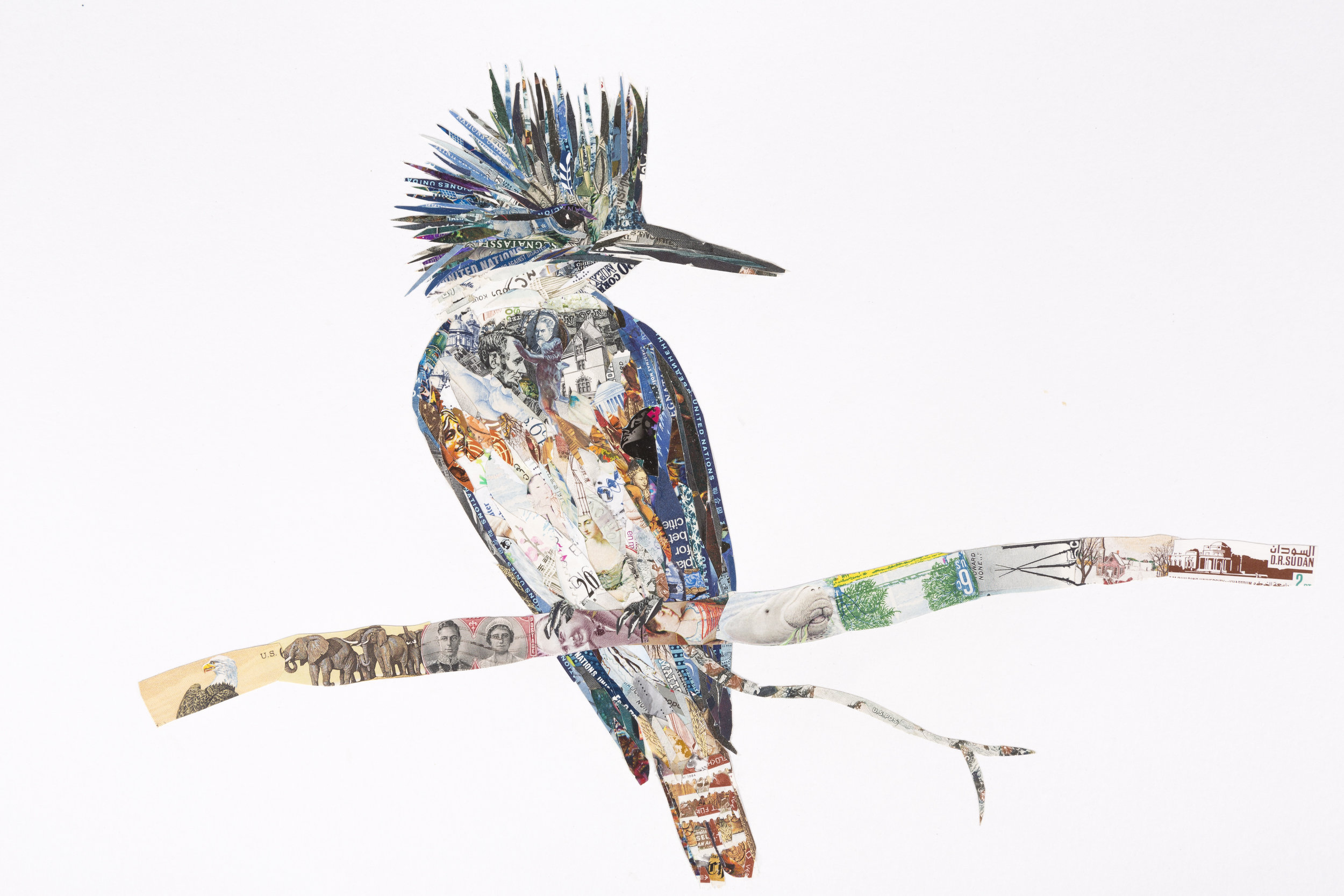 Belted Kingfisher, 2015