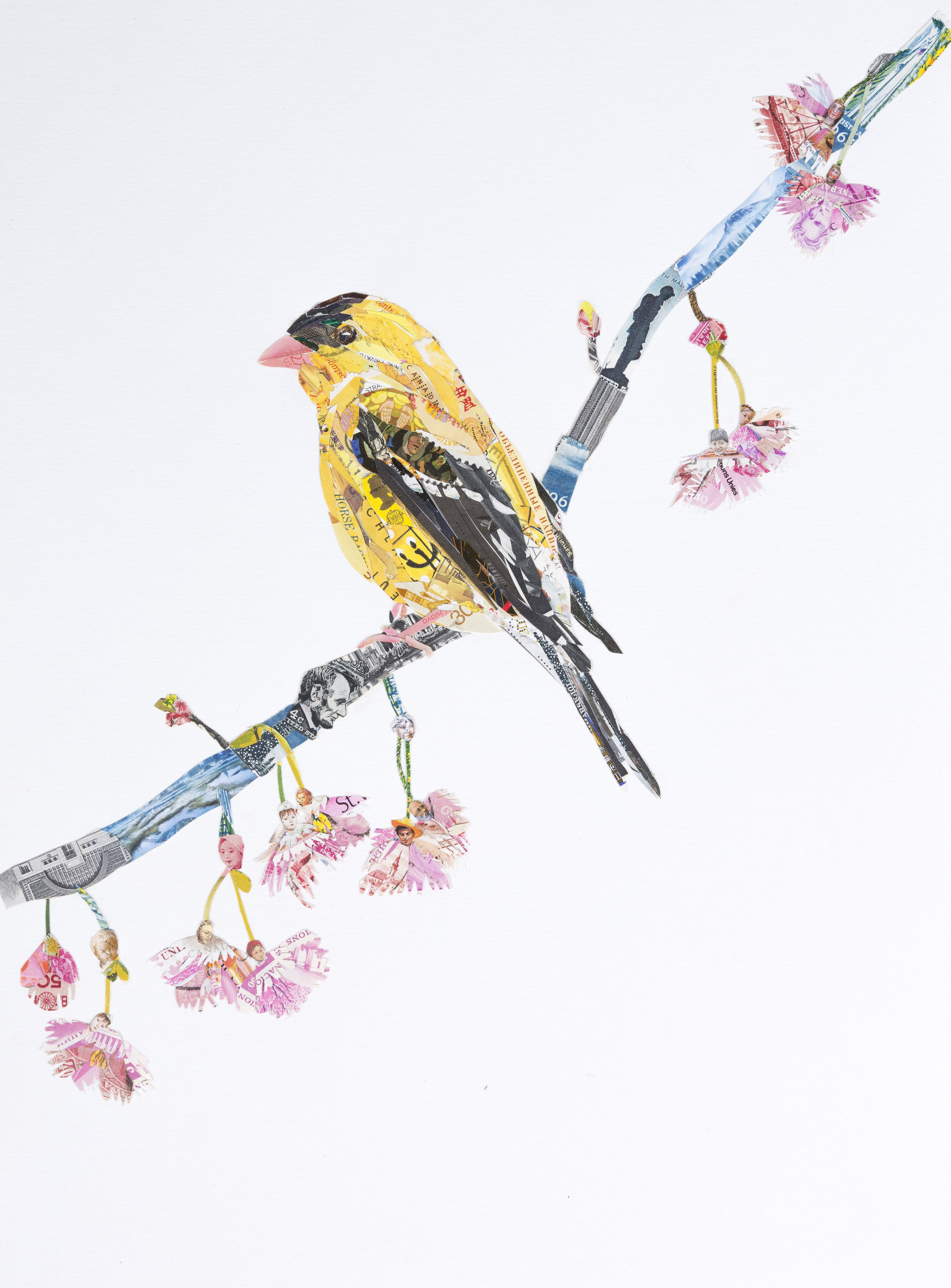 American Goldfinch, 2015