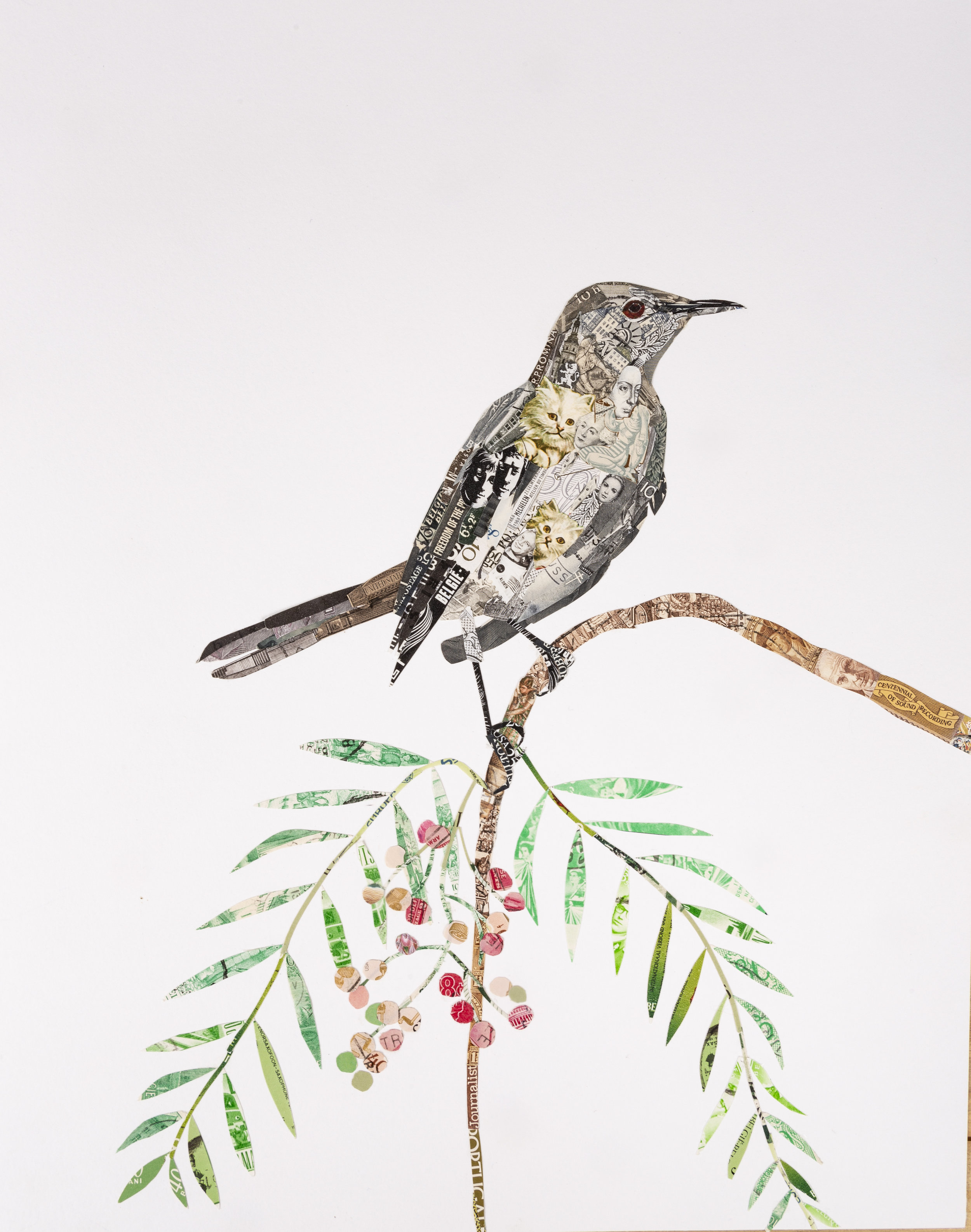 Northern Mockingbird, 2018