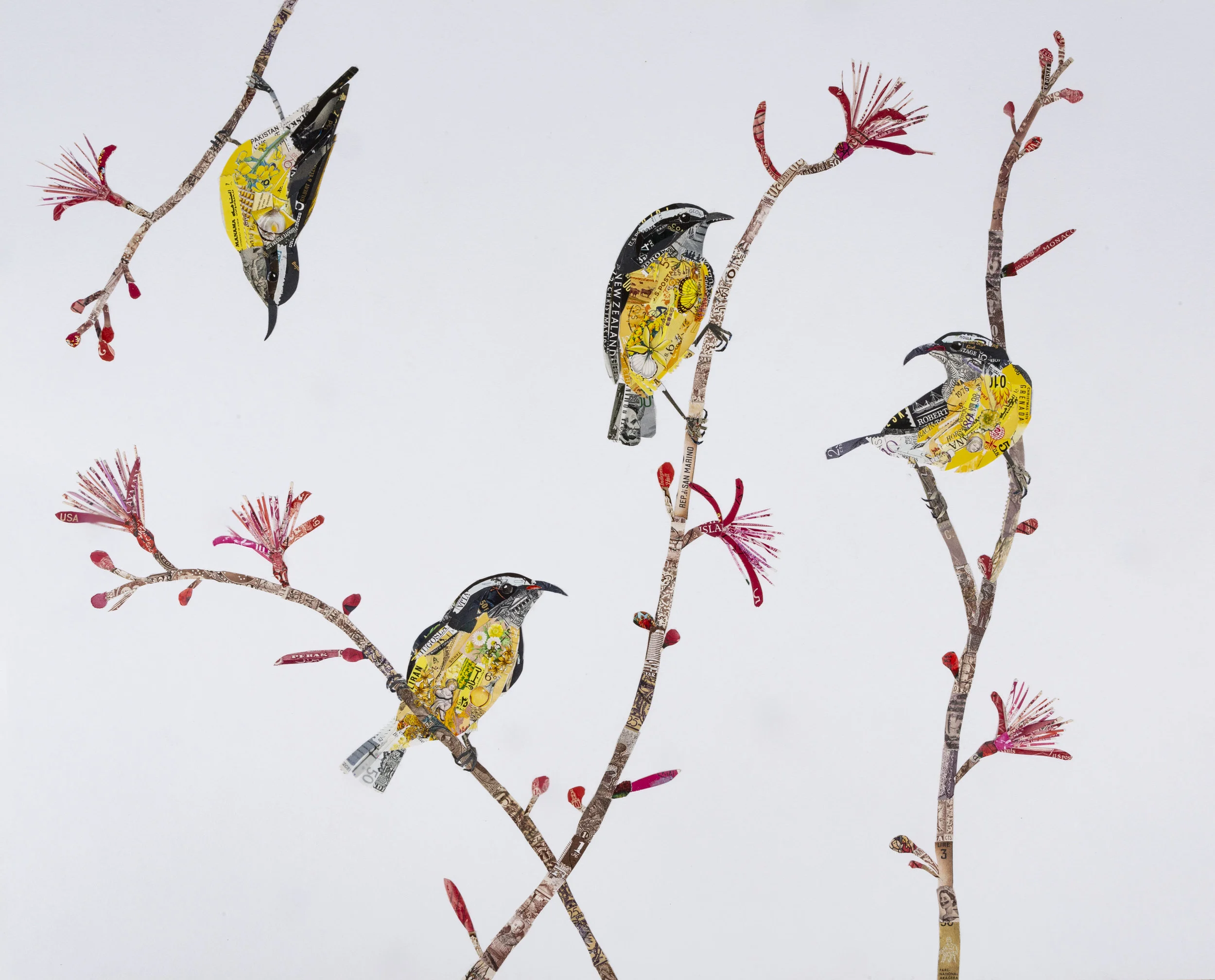 Bananaquits, 2017