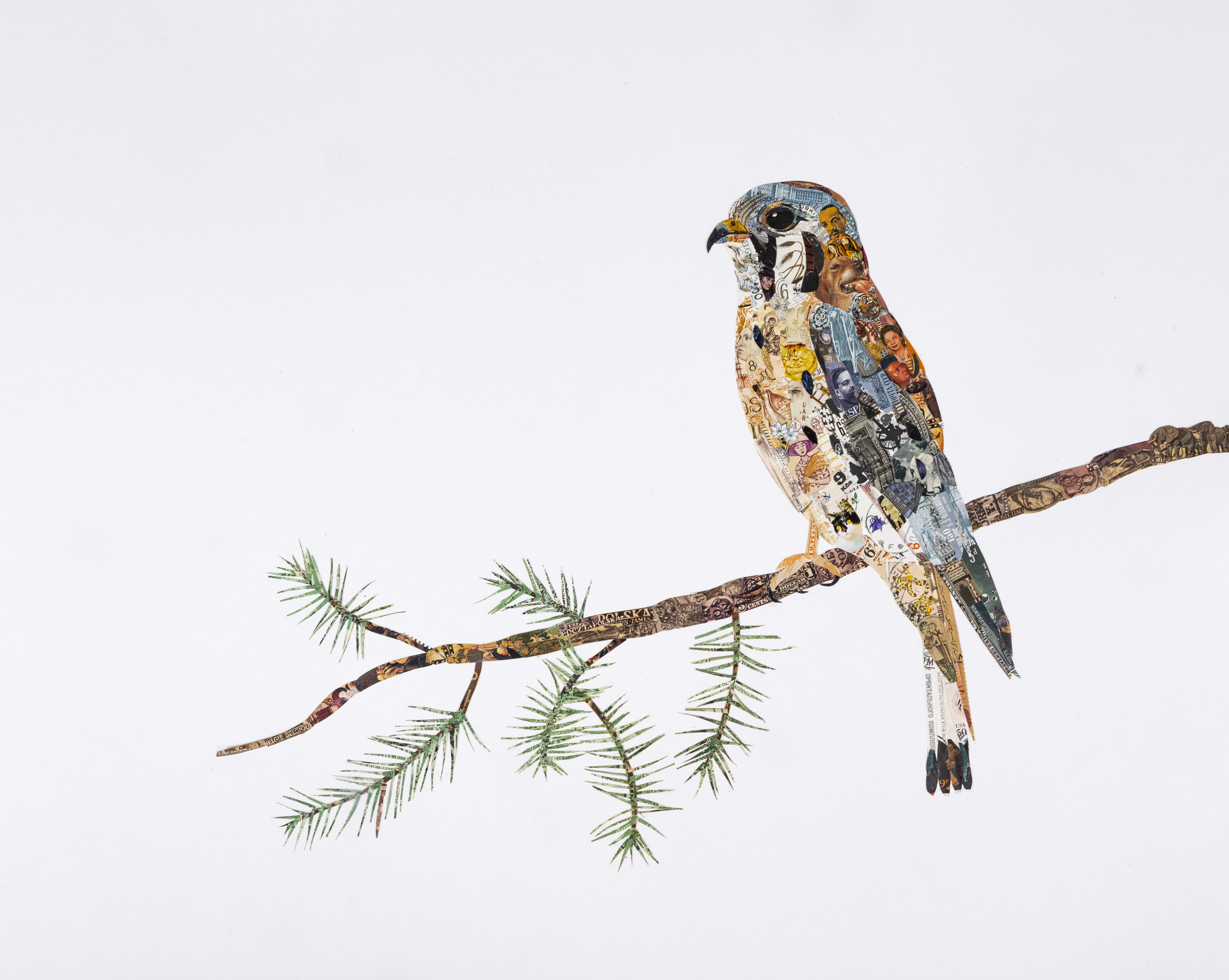 American Kestral, 2018