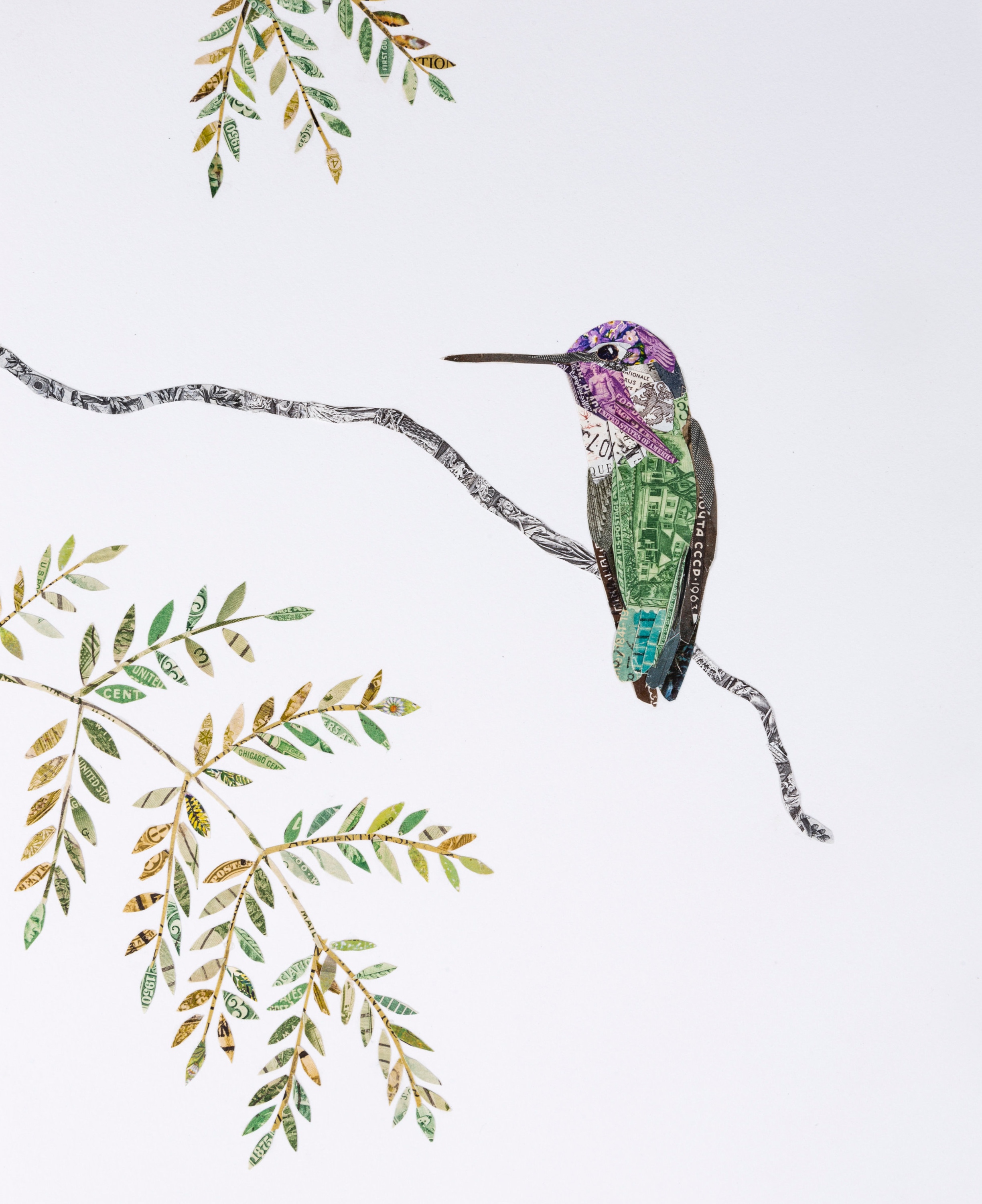 Costa's Hummingbird, 2018