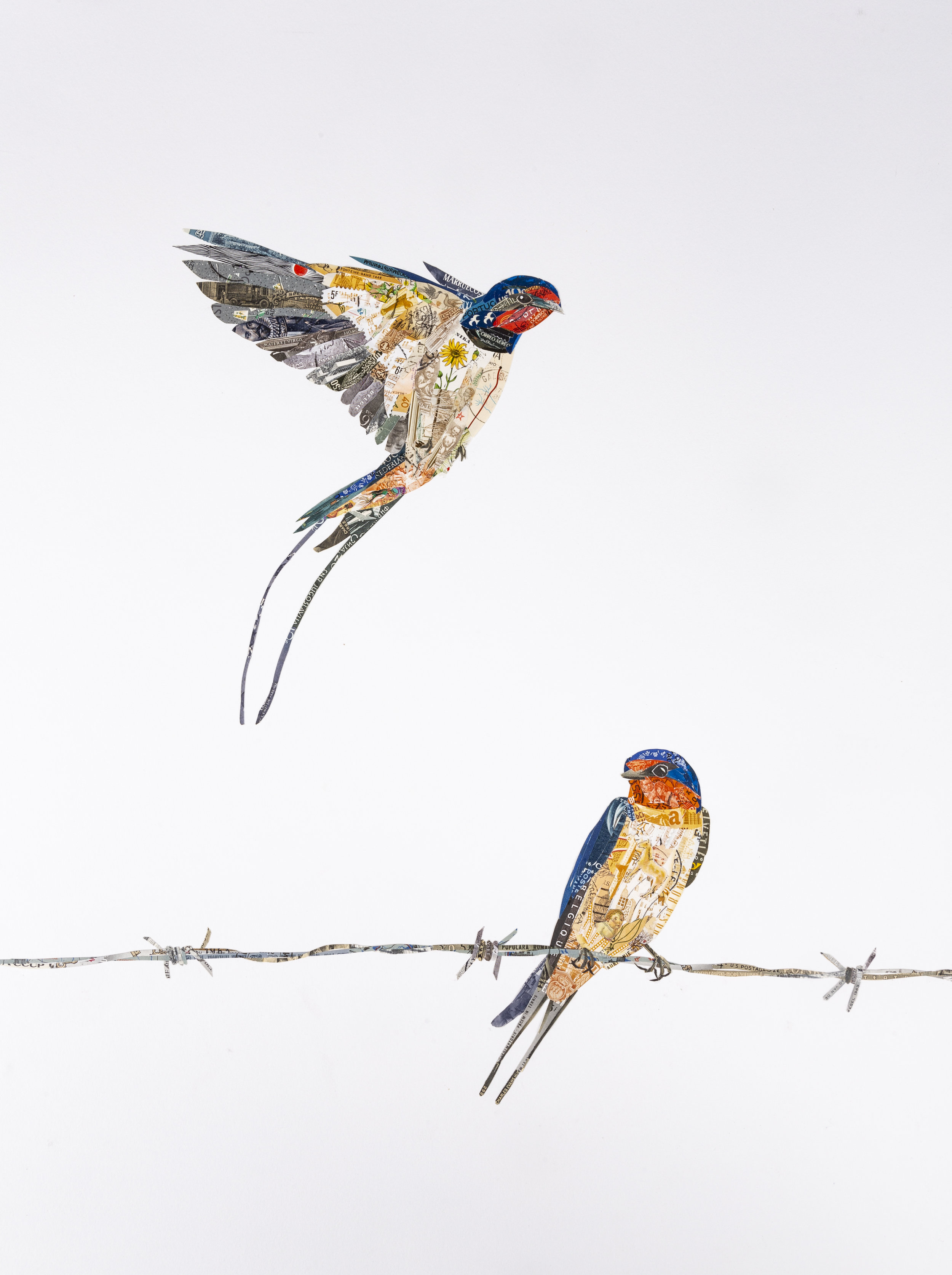 Barn Swallows, 2018