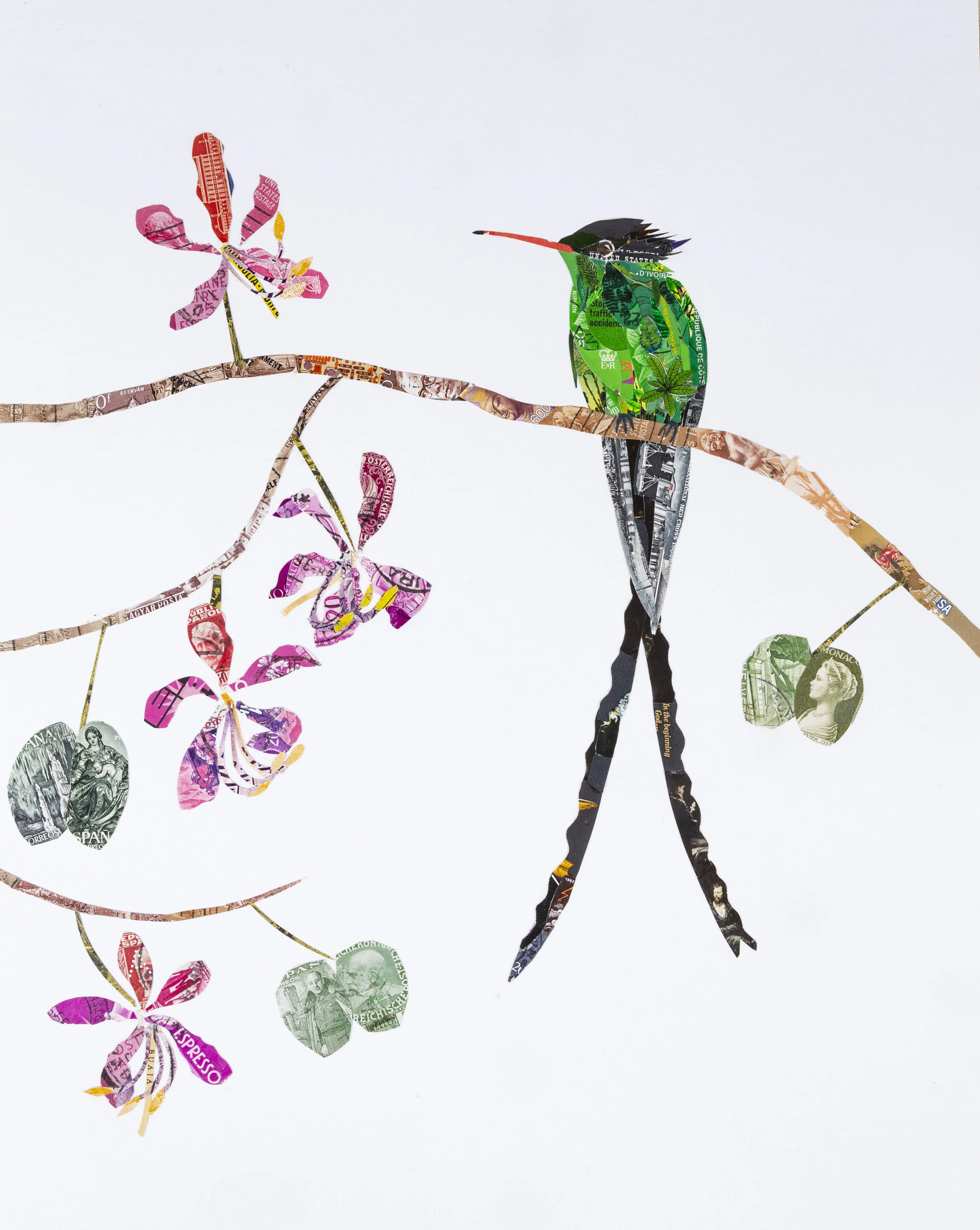 Red-billed Streamertail, 2017